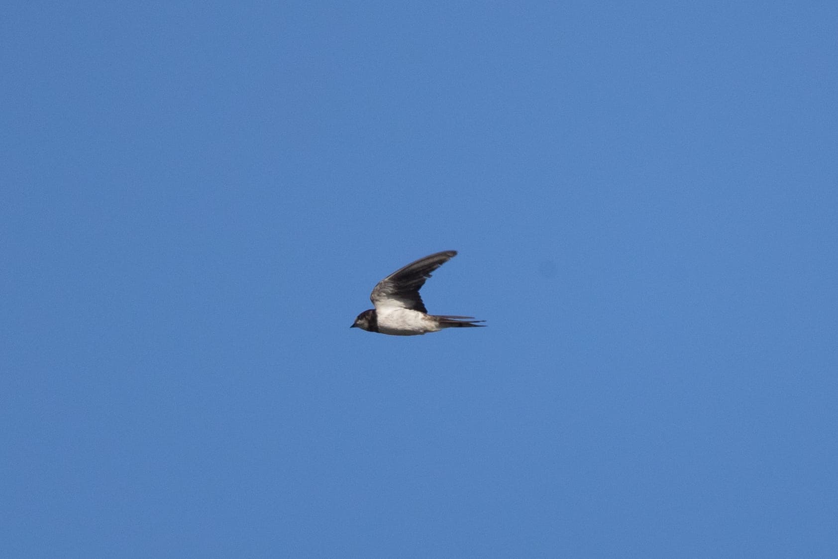 Barn Swallow