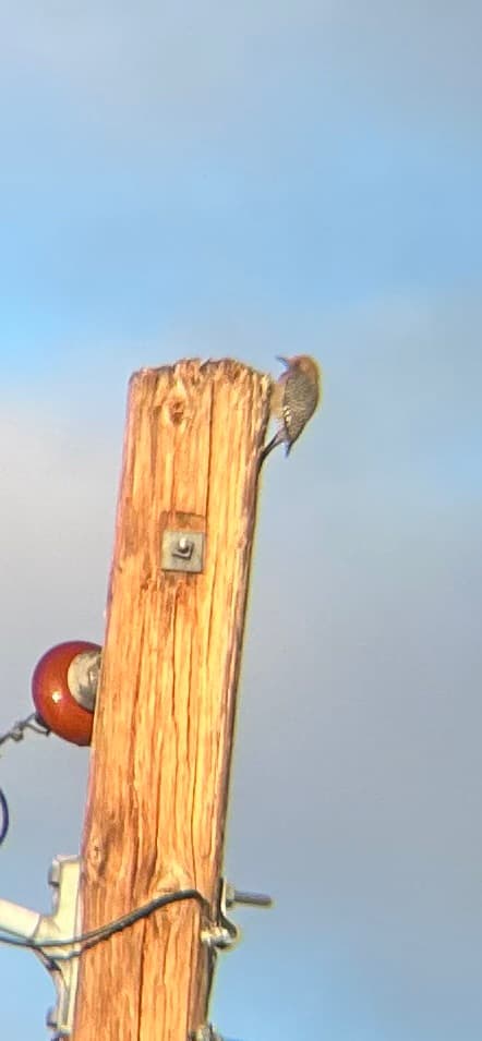 Gila Woodpecker