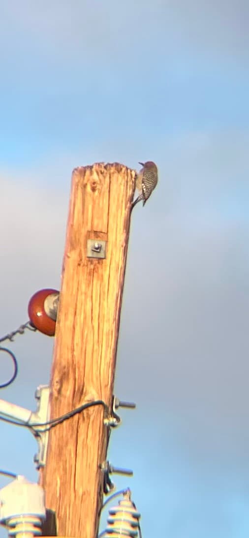 Gila Woodpecker