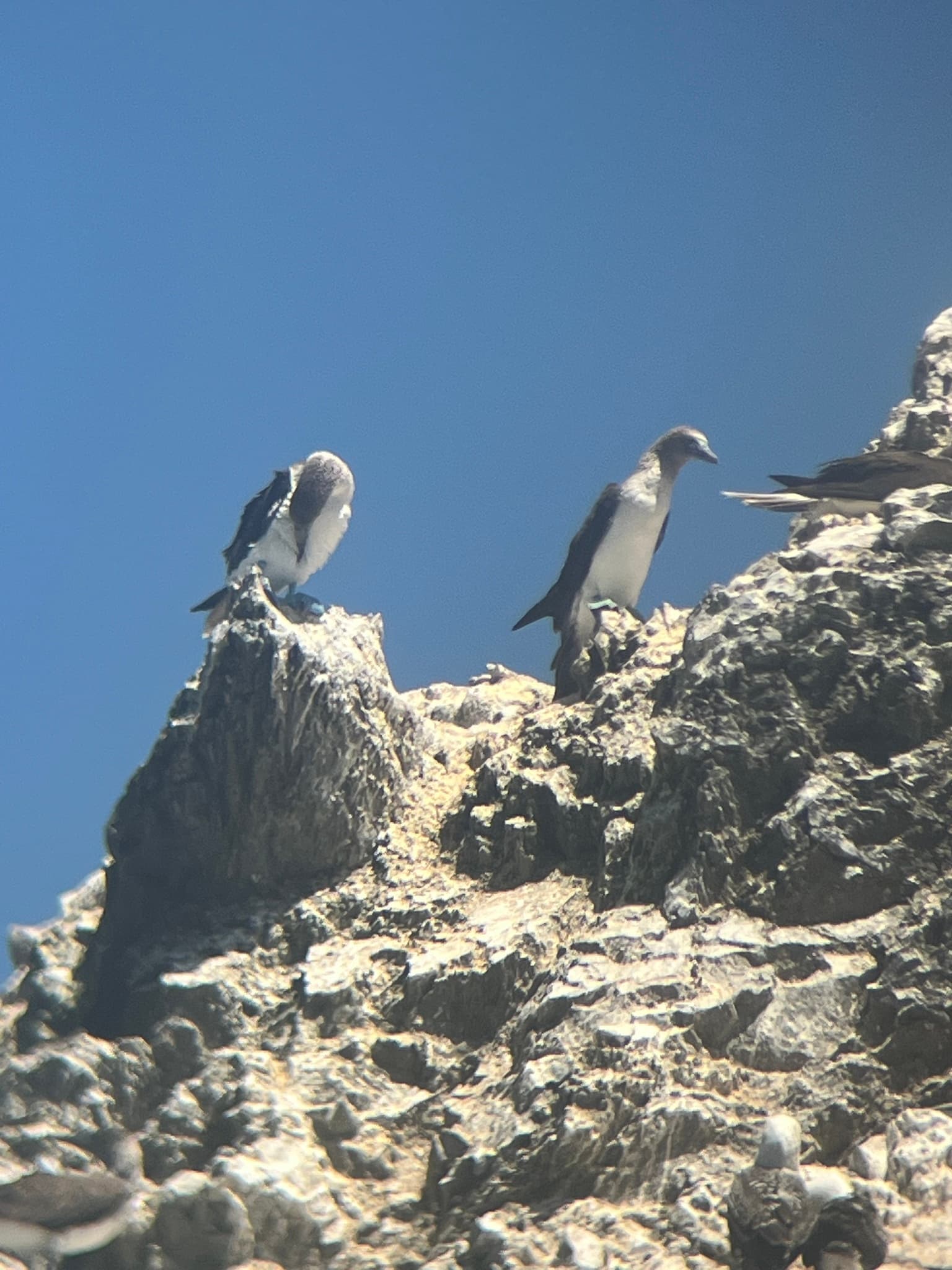 Blue-footed Booby