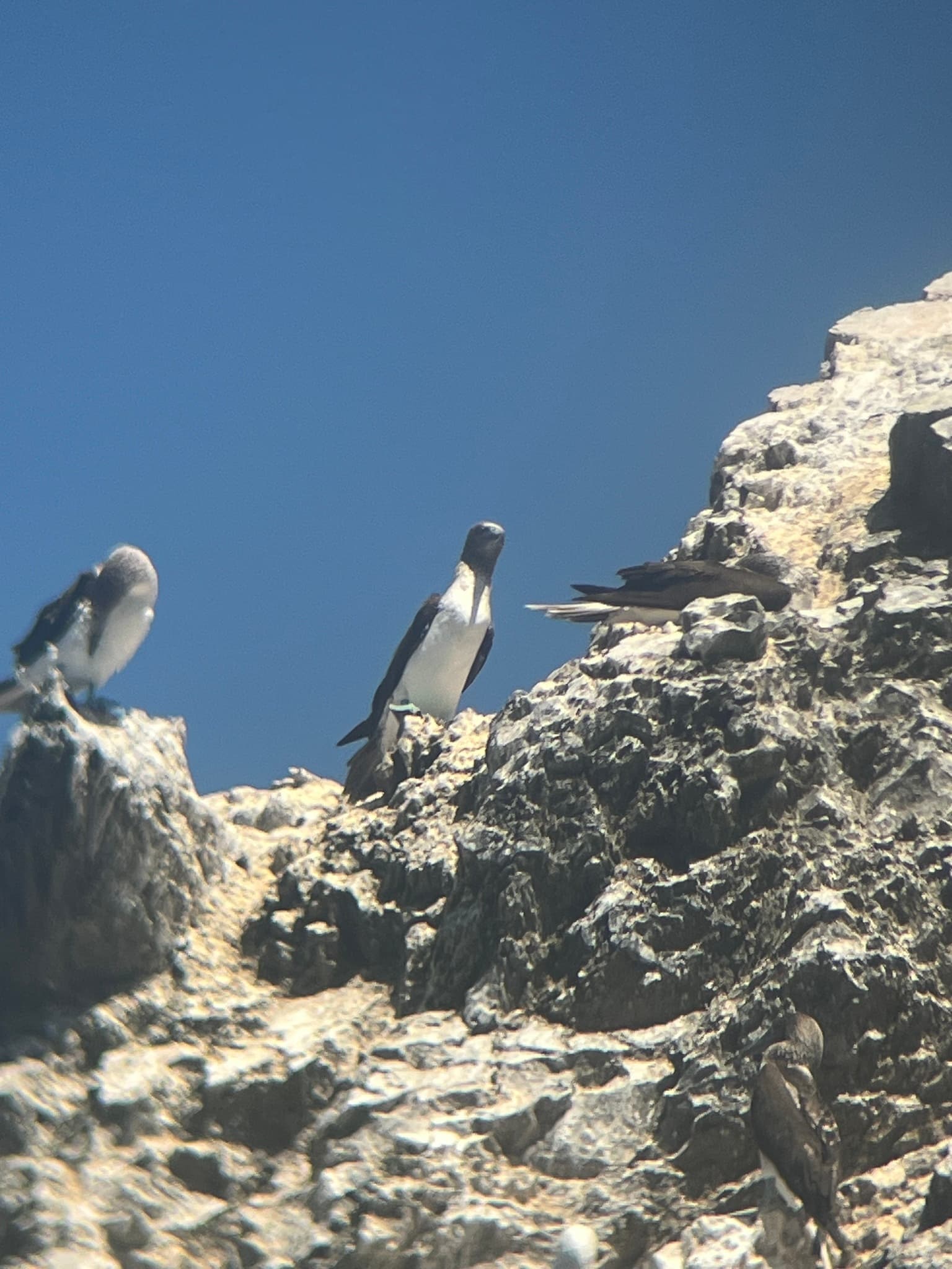 Blue-footed Booby