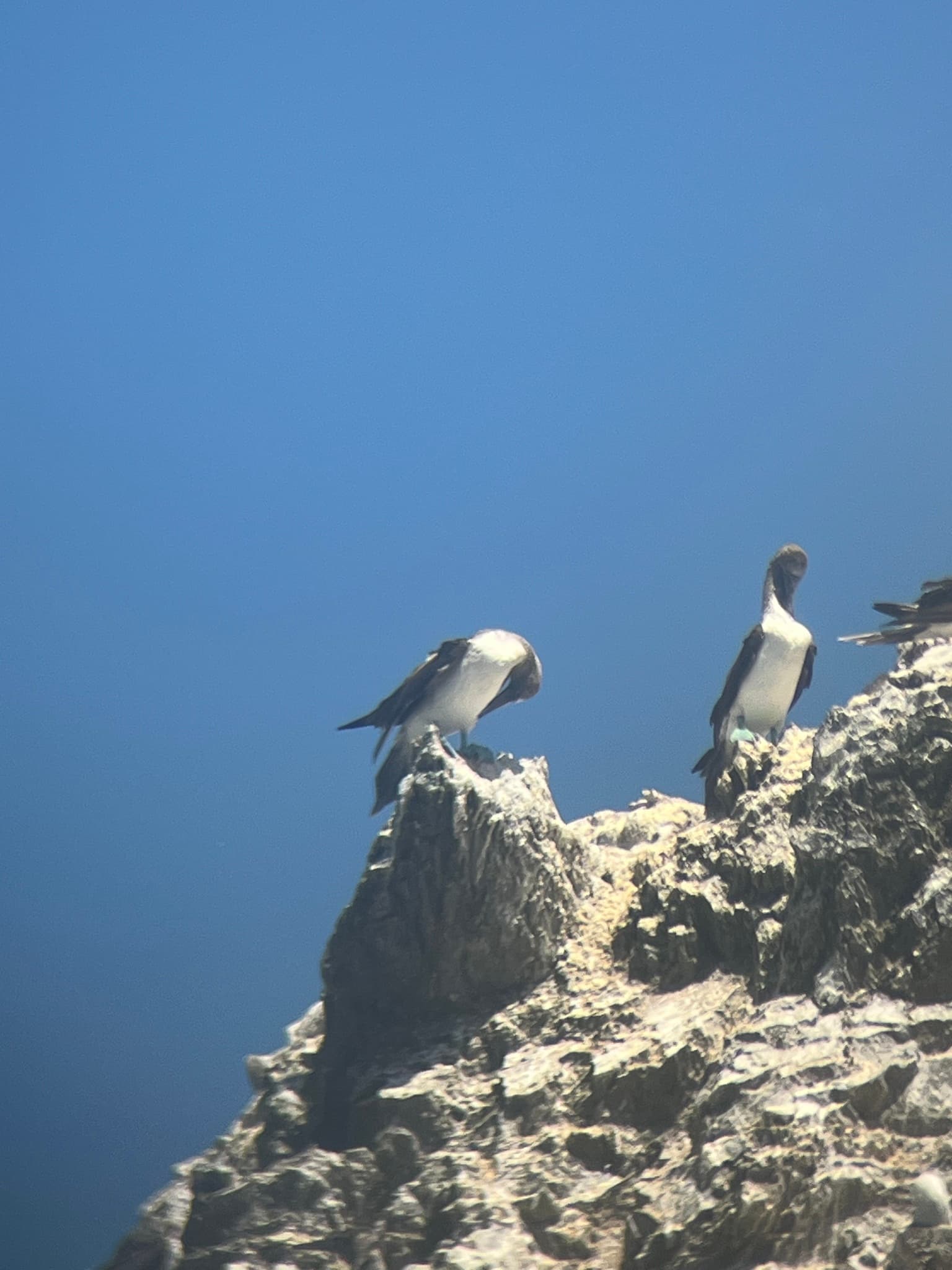 Blue-footed Booby