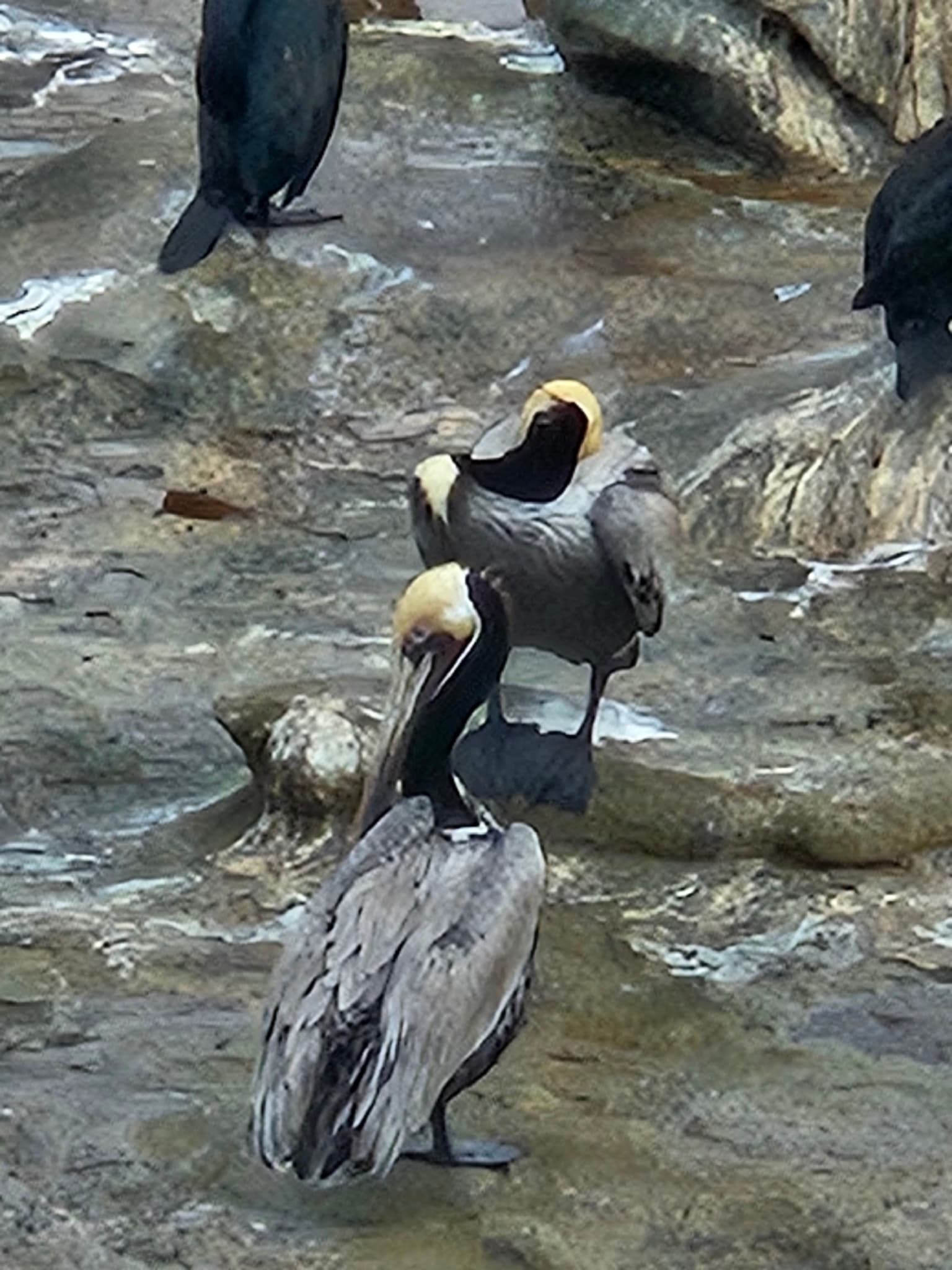 Brown Pelican