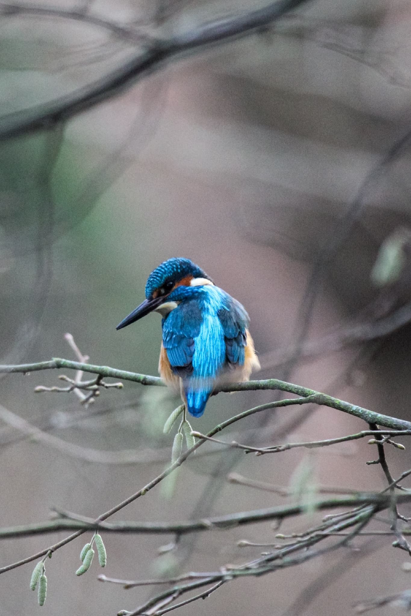Common Kingfisher