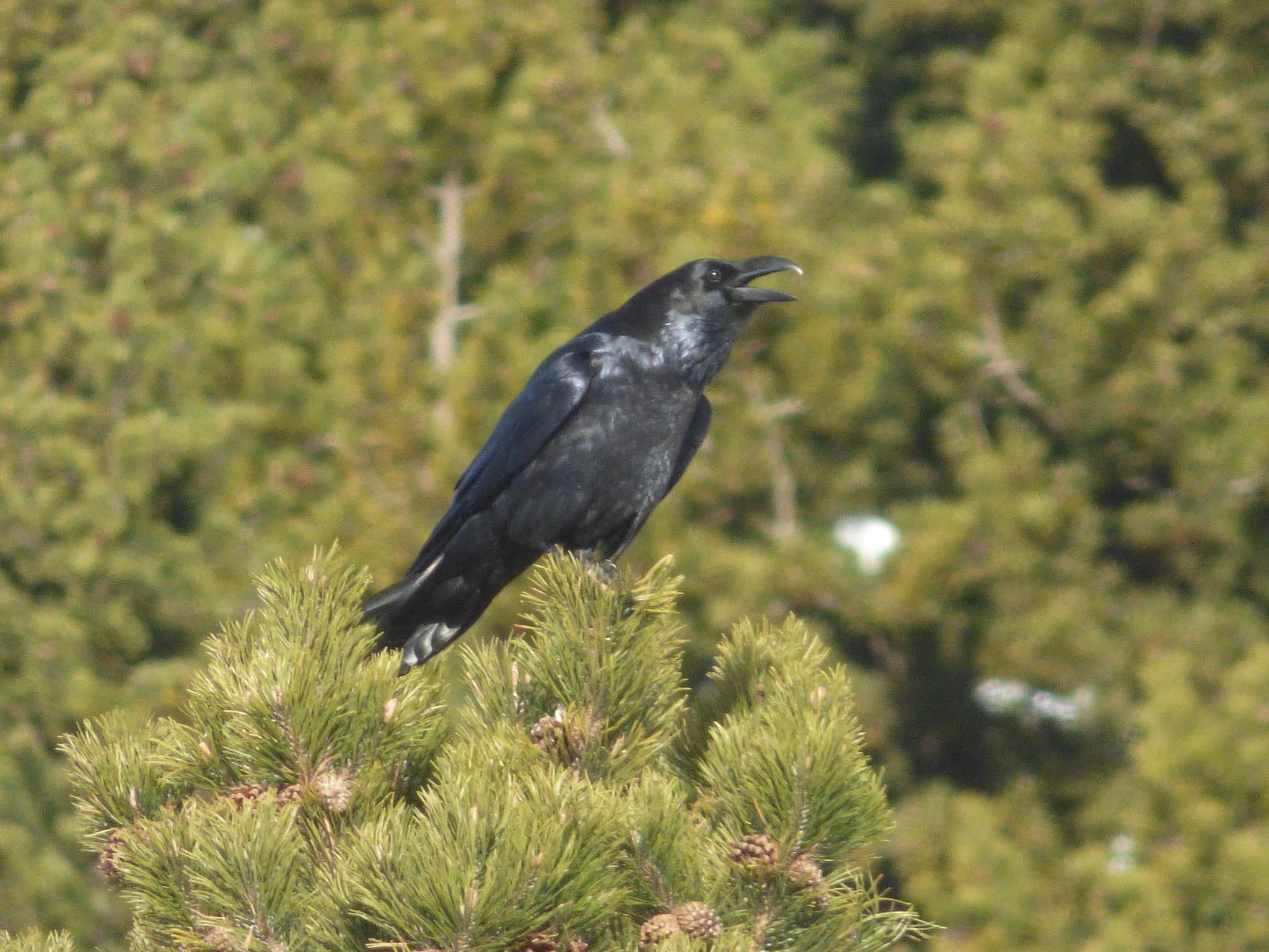 Common Raven