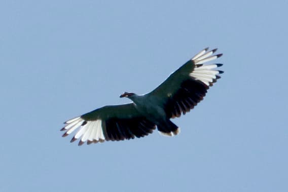 Palm-nut Vulture