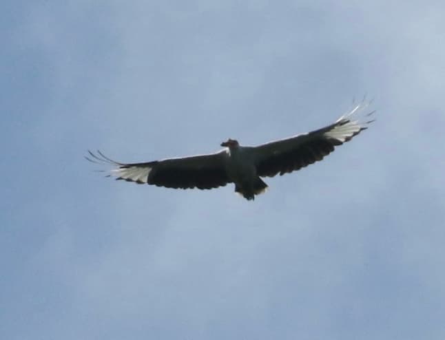 Palm-nut Vulture