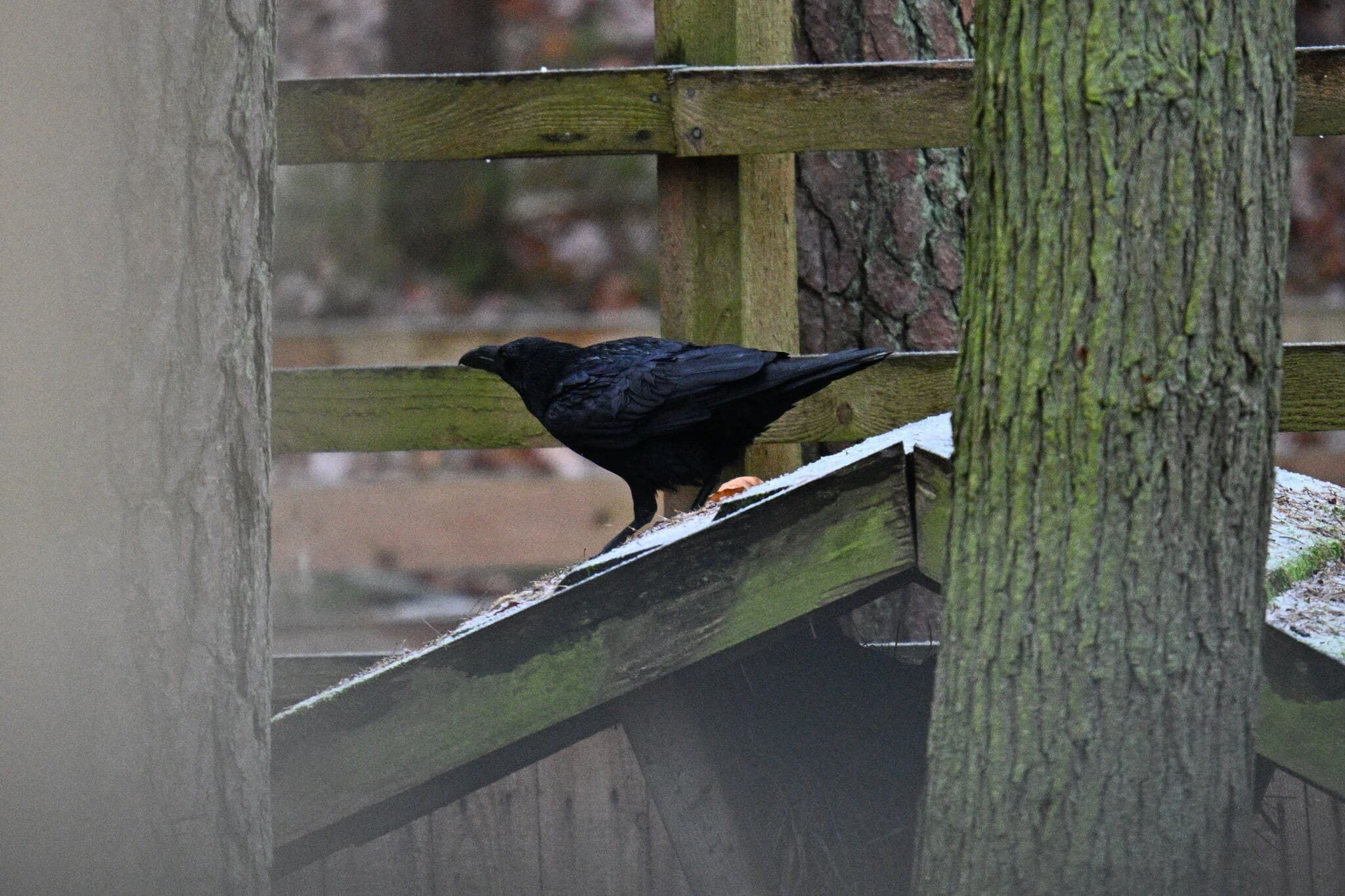 Common Raven