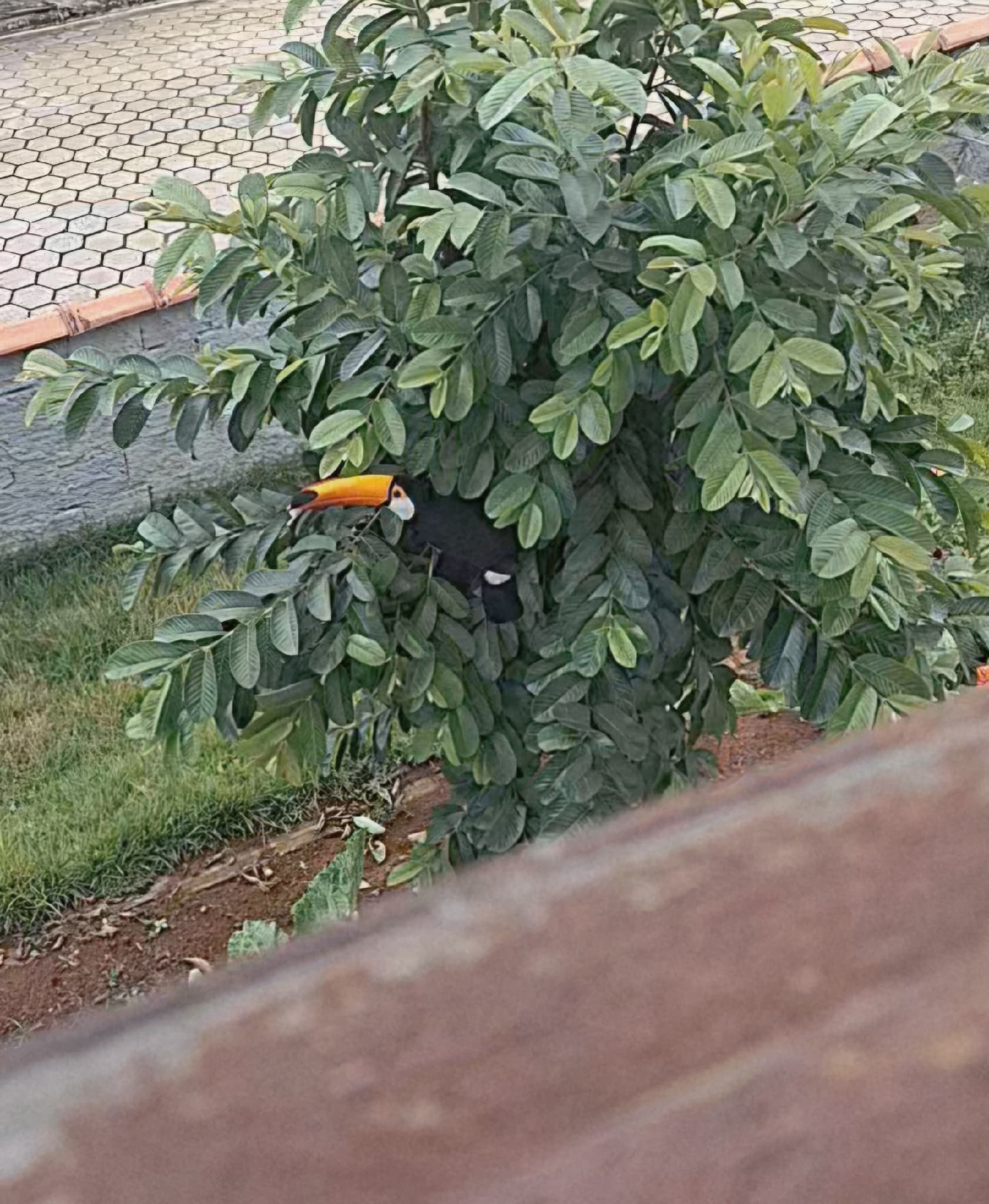 Toco Toucan