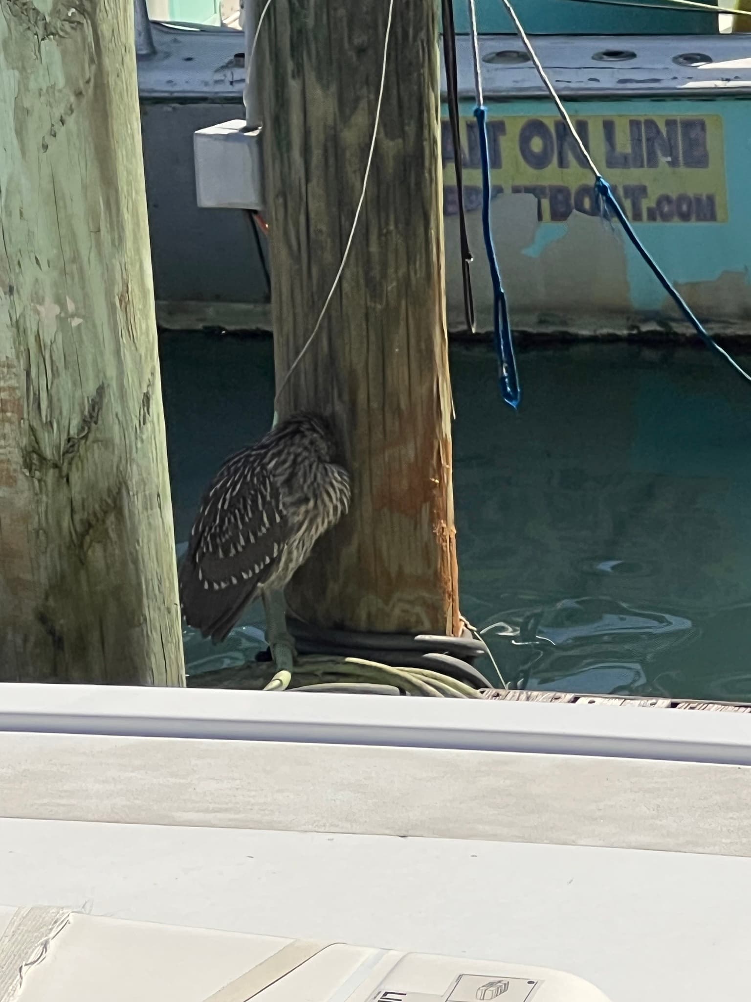 Black-crowned Night Heron