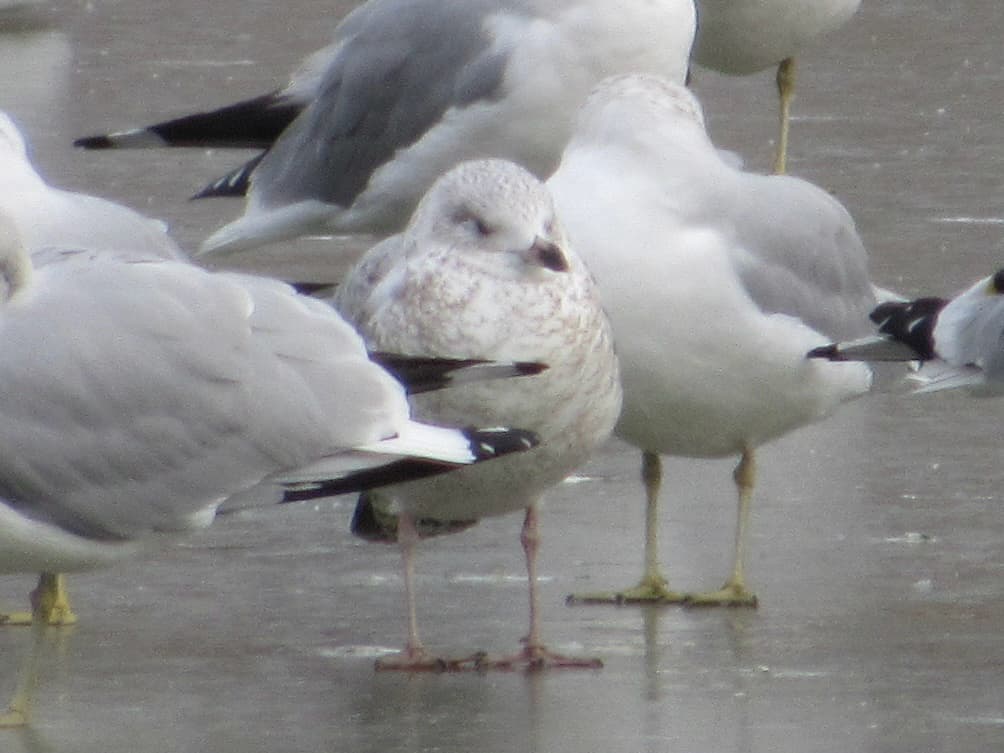 Ring-billed Gull