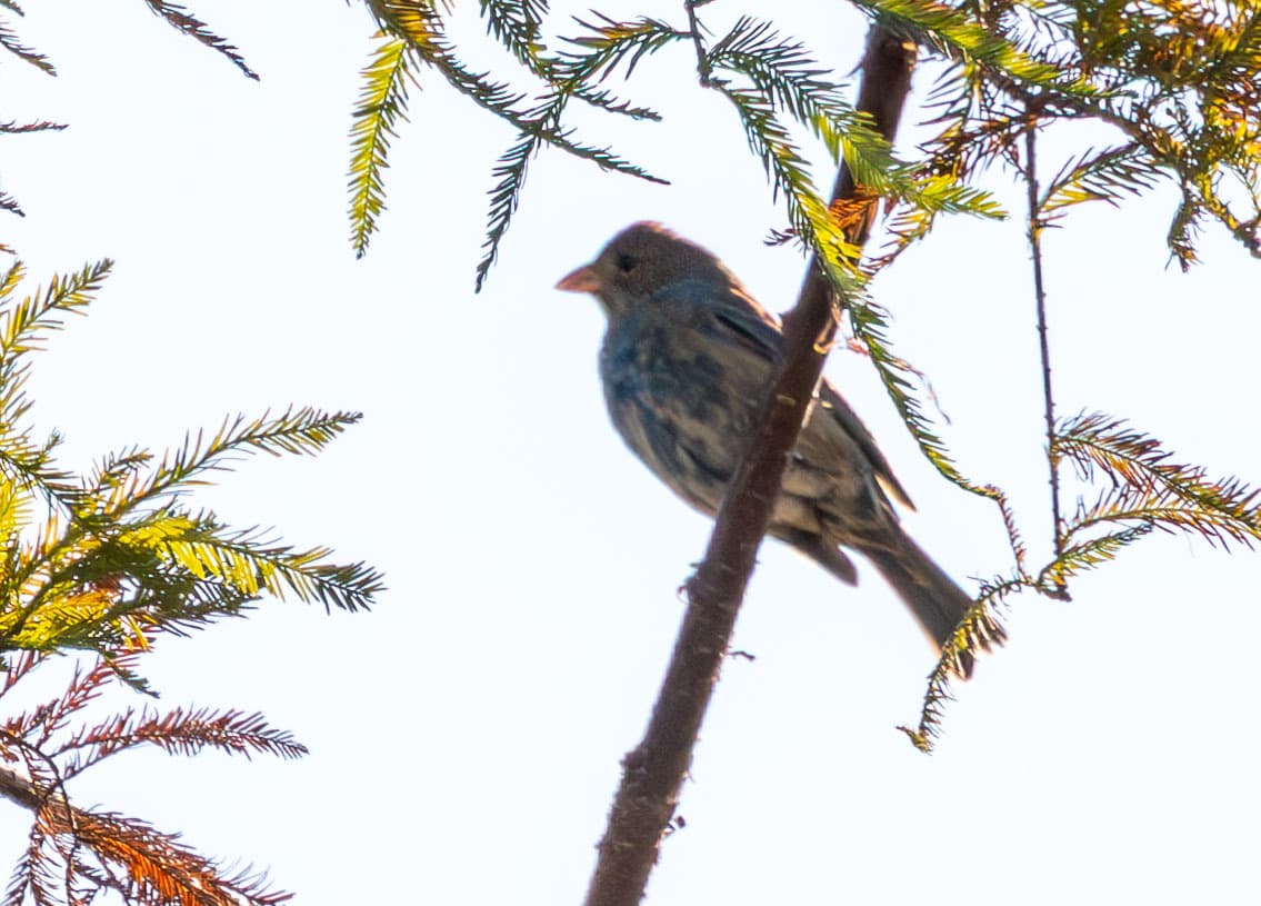Indigo Bunting