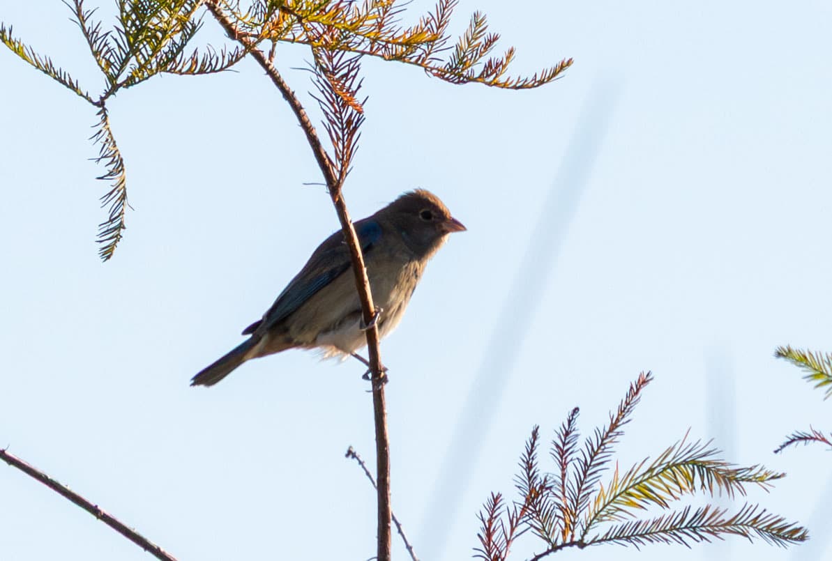 Indigo Bunting