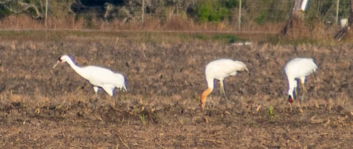 Whooping Crane