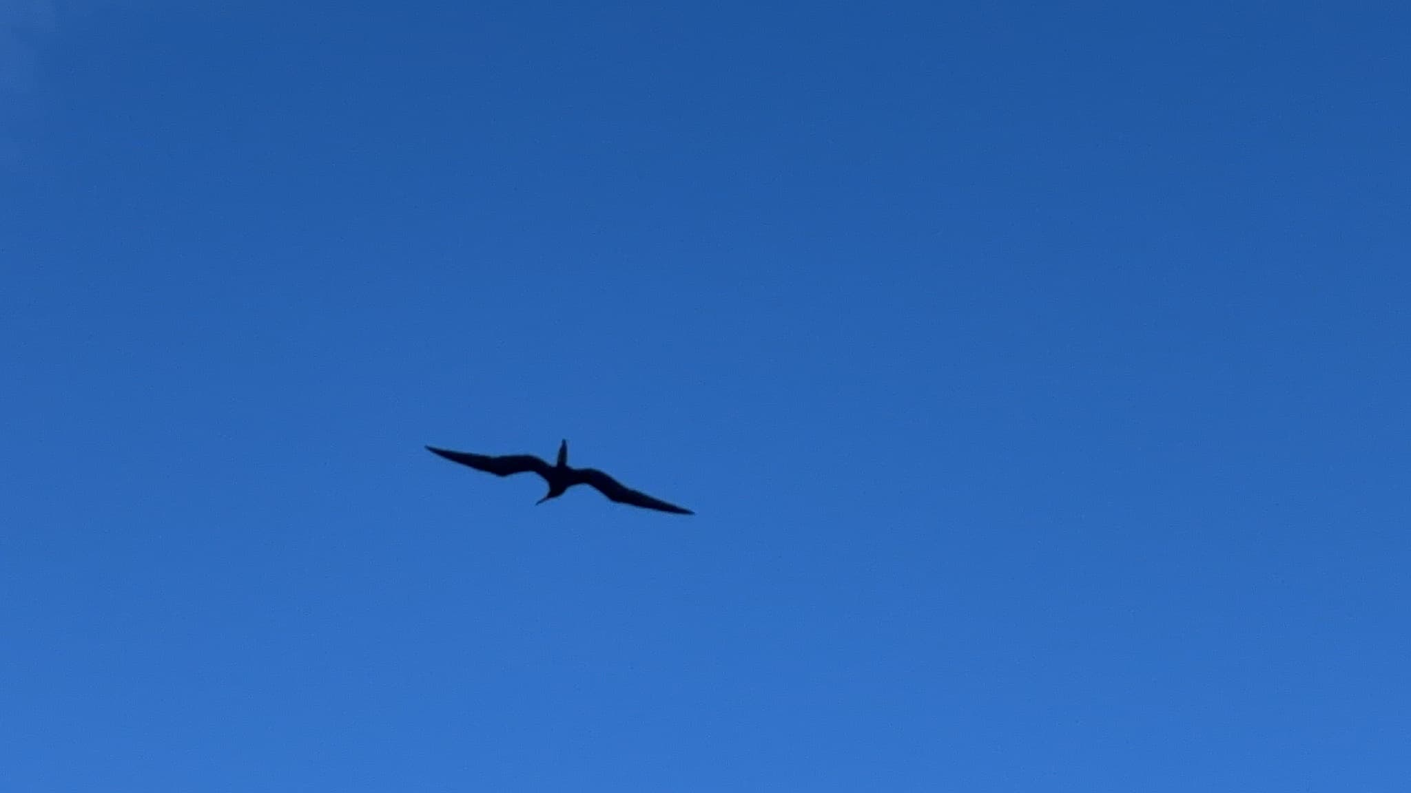 Magnificent Frigatebird