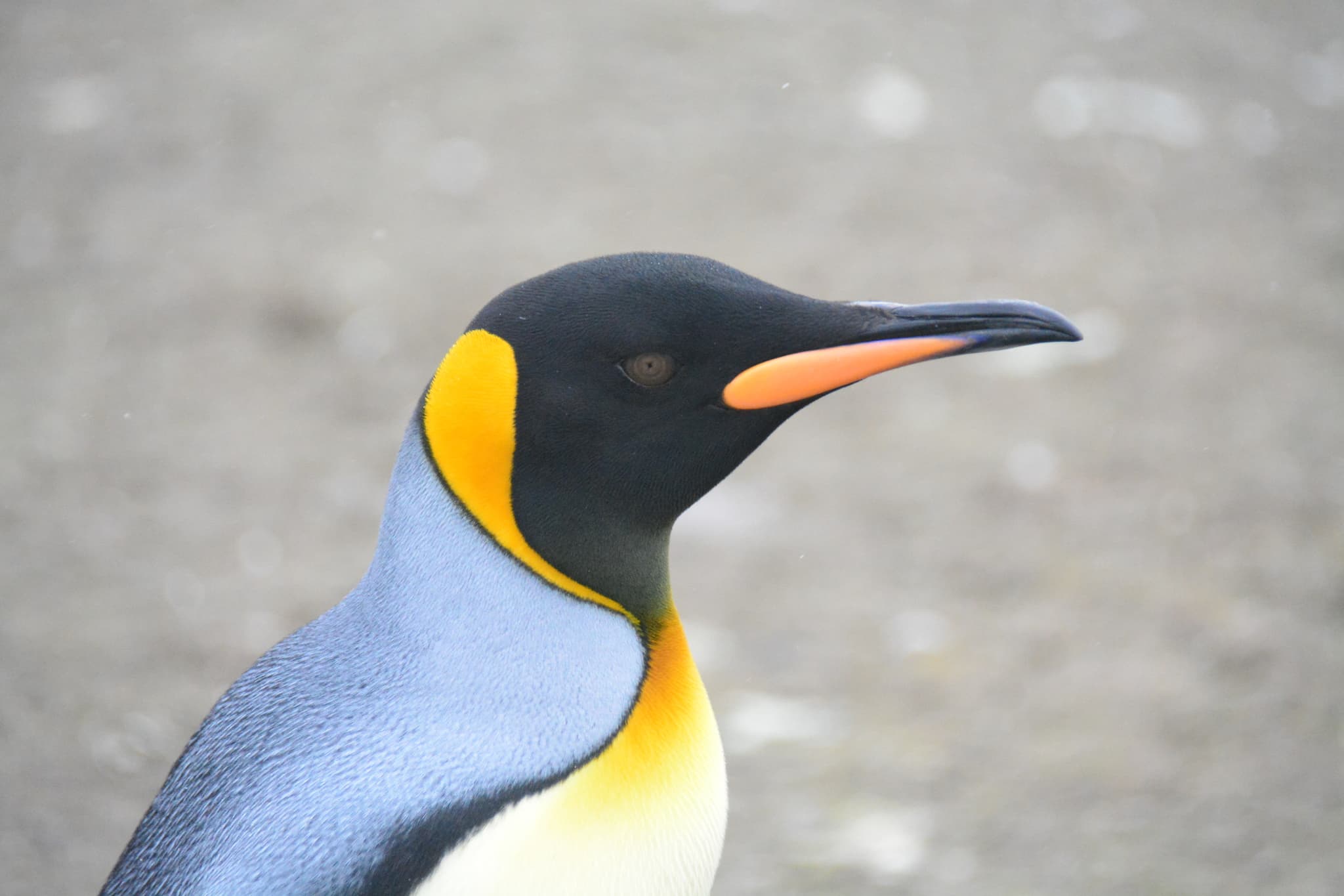 King Penguin