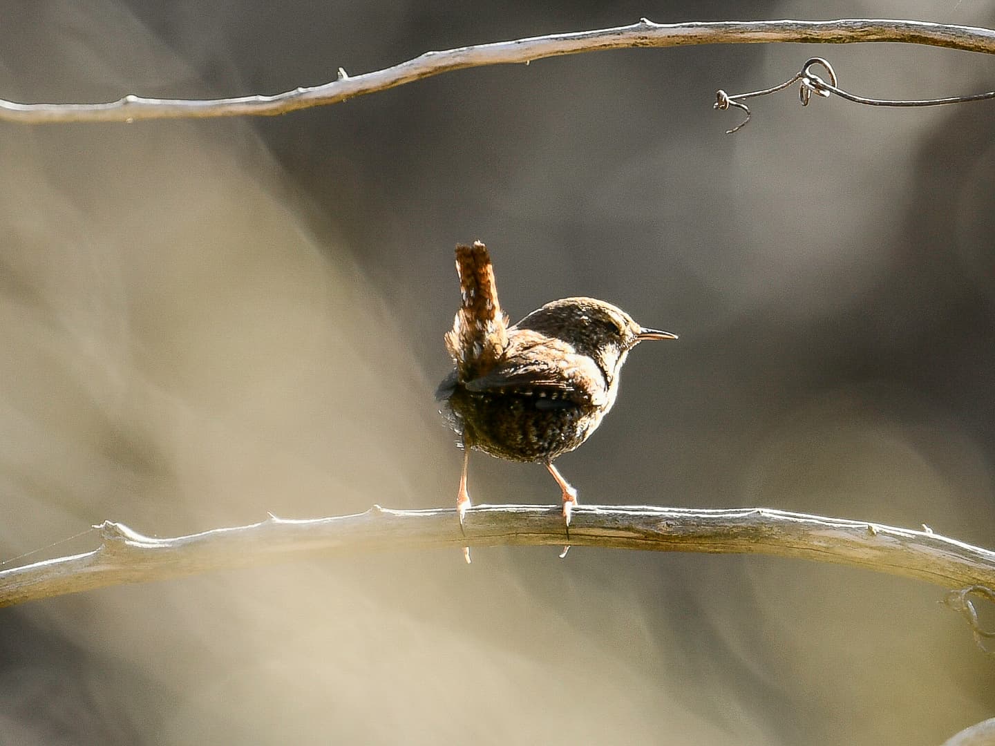 Winter Wren