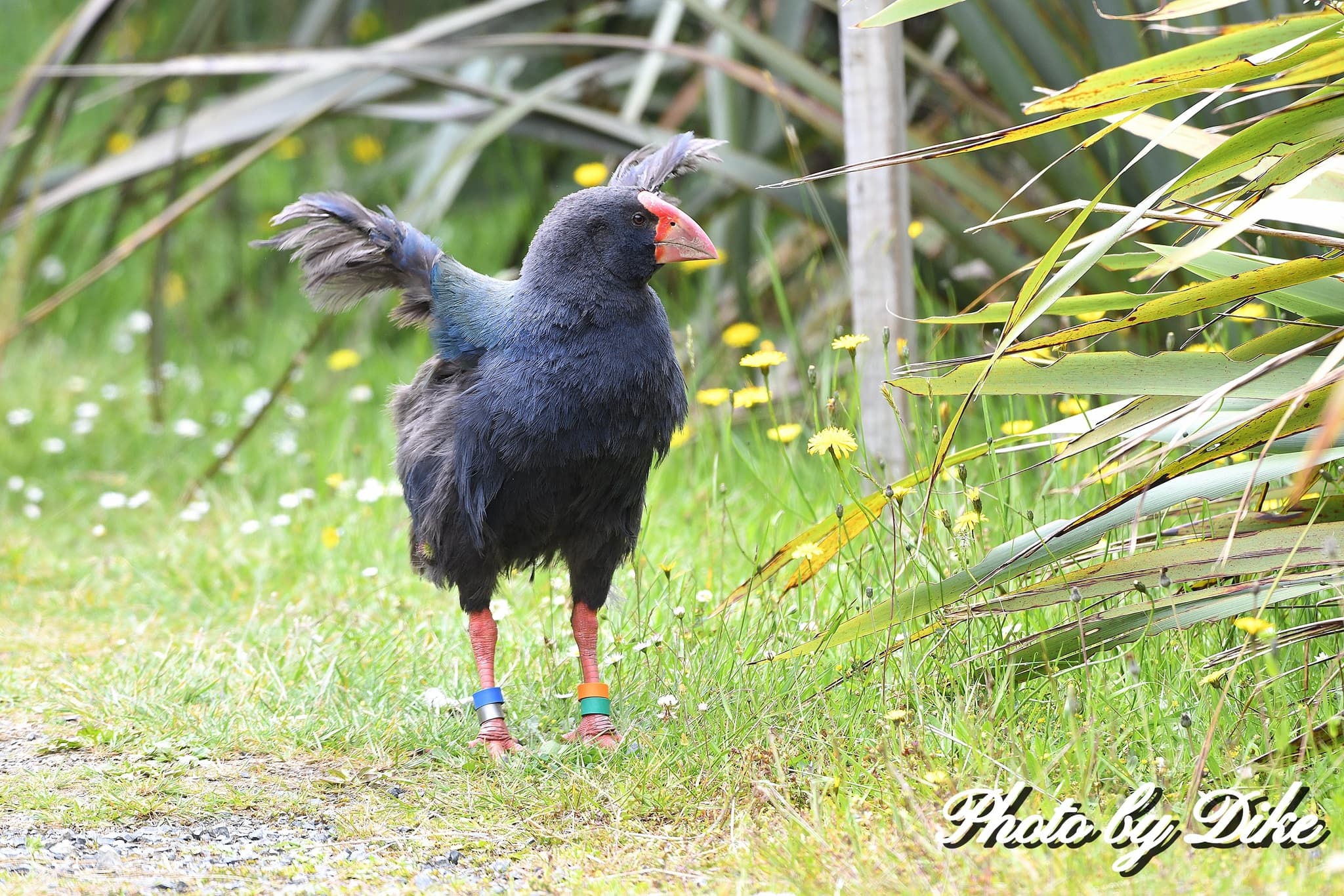 Takahe