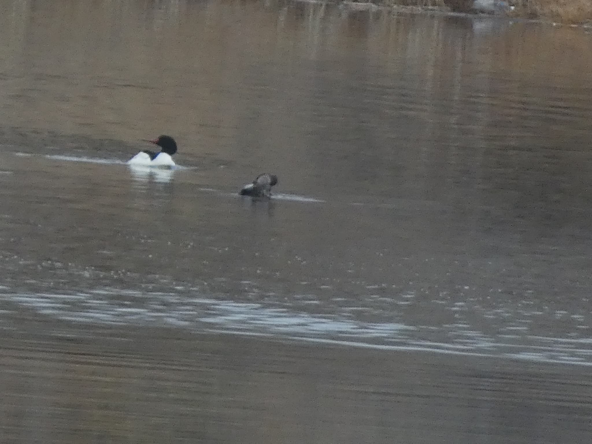 Common Merganser