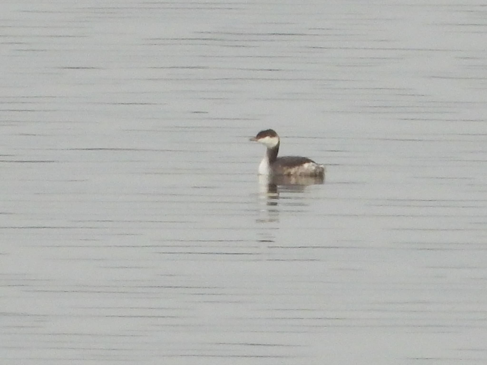 Horned Grebe