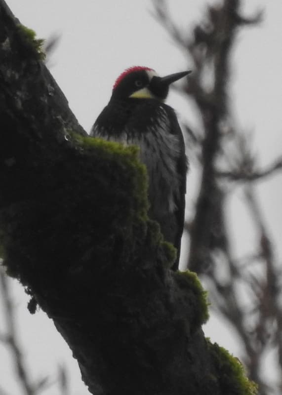 Acorn Woodpecker