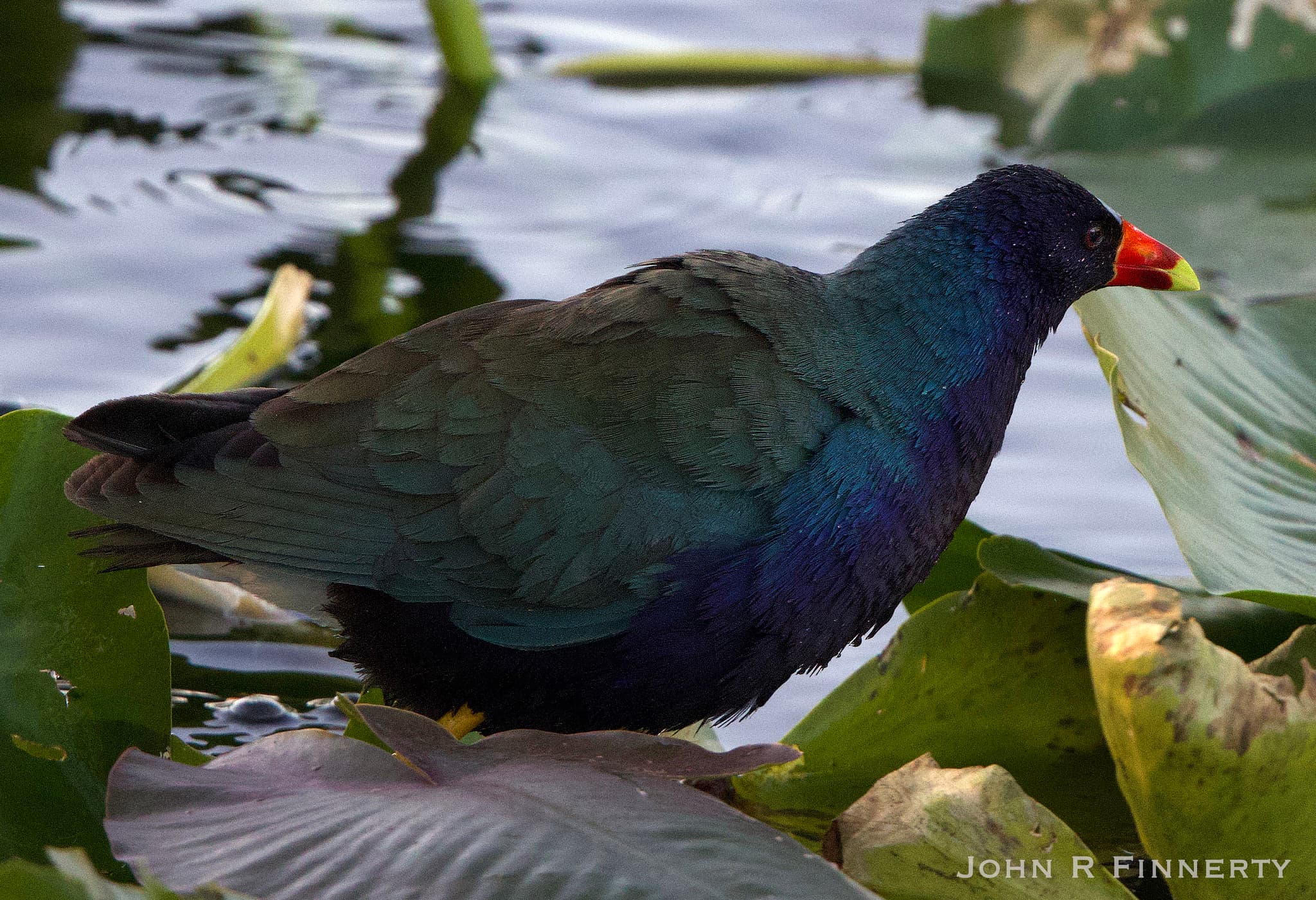 Purple Gallinule