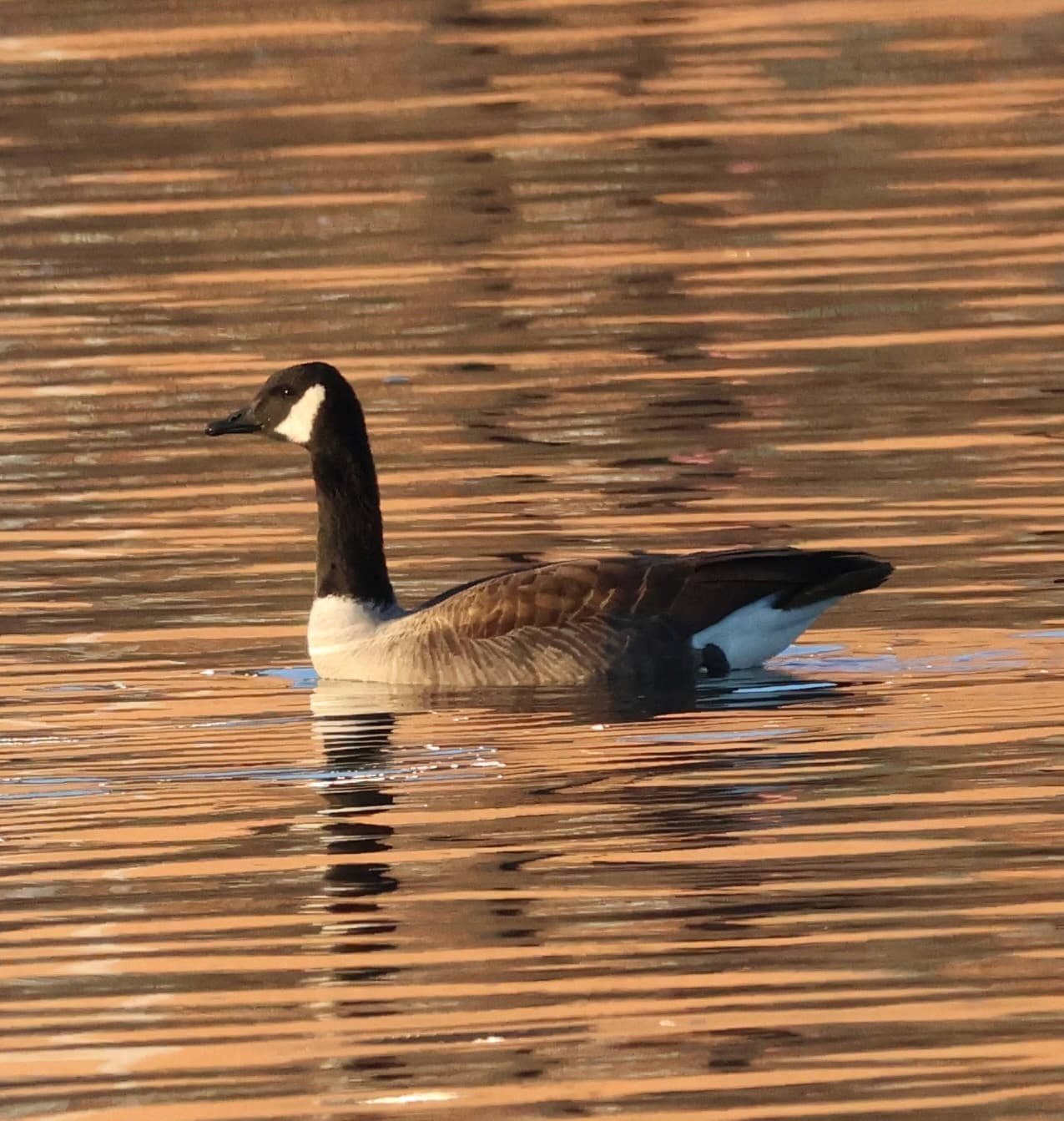Canada Goose