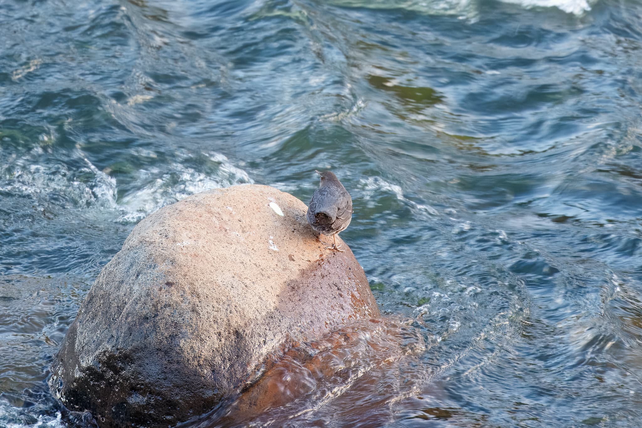 American Dipper