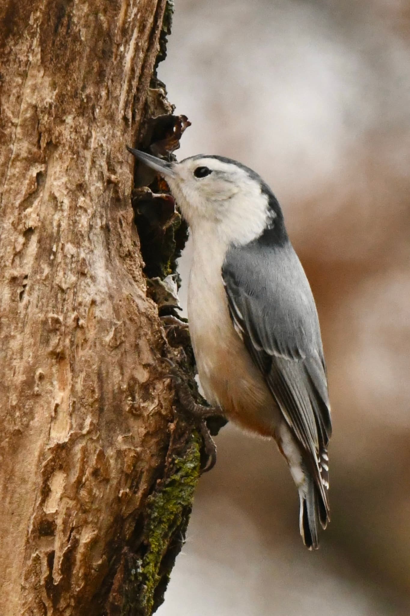 White-breasted Nuthatch