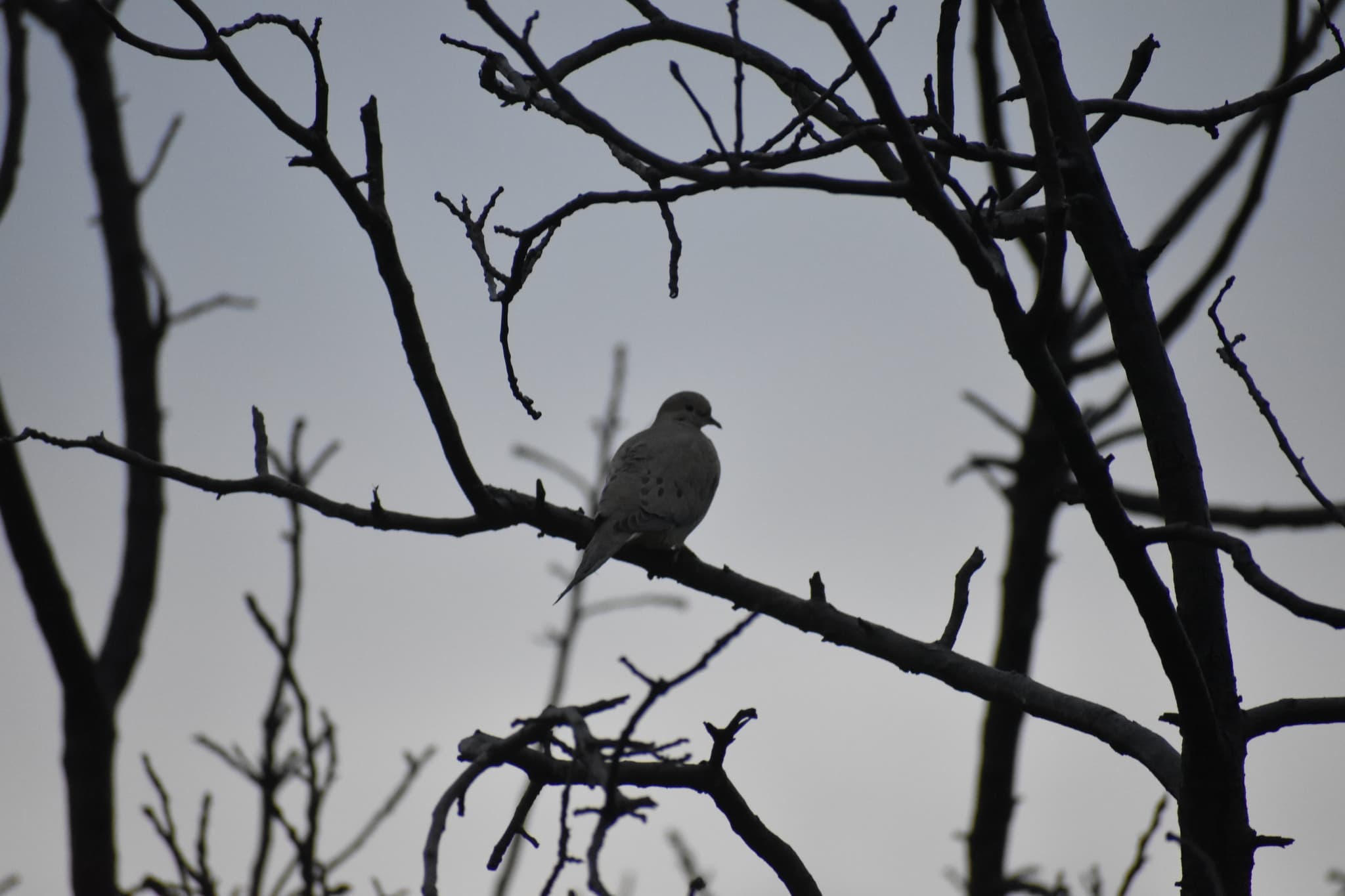 Mourning Dove