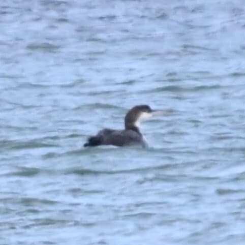 Common Loon