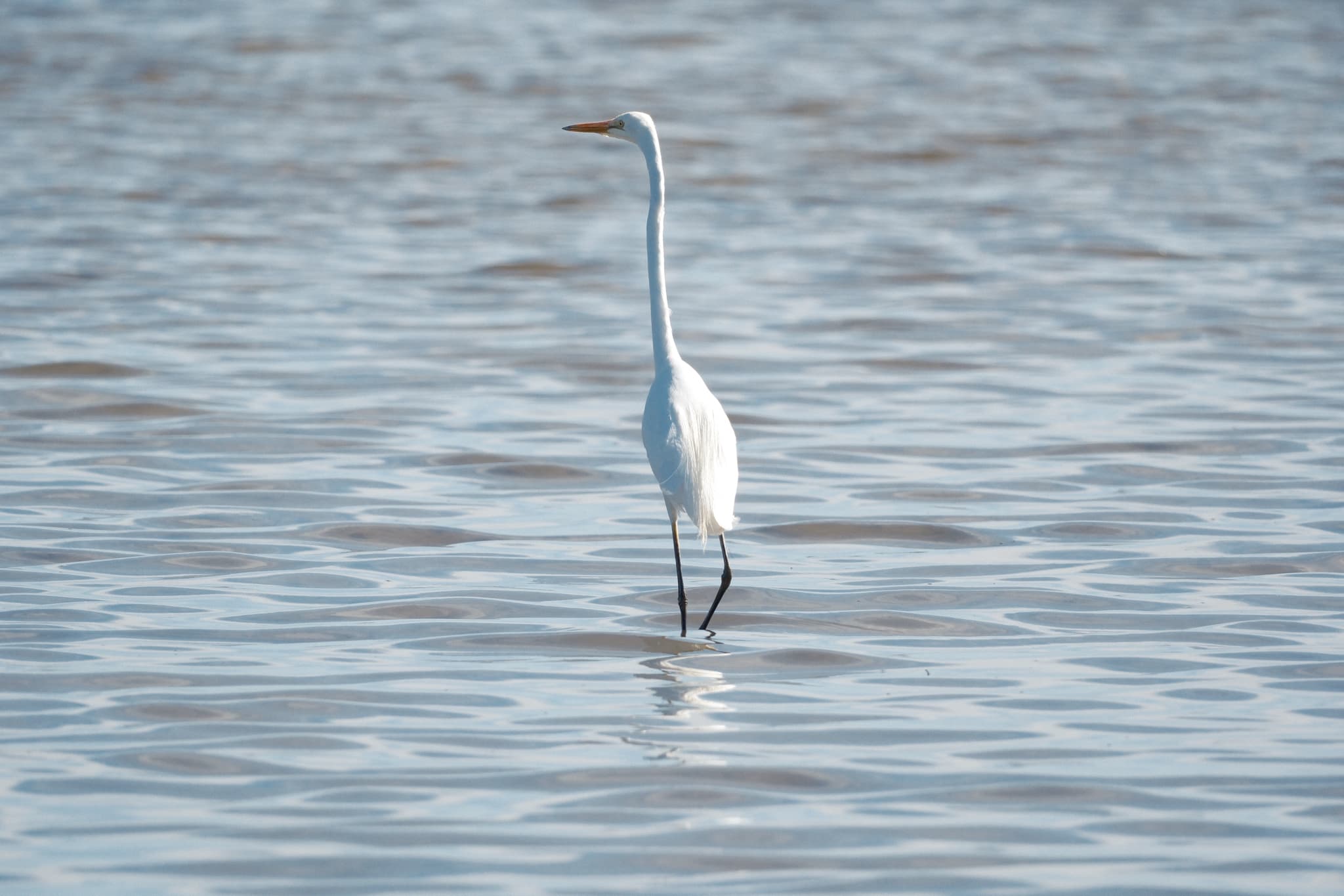 Great Egret