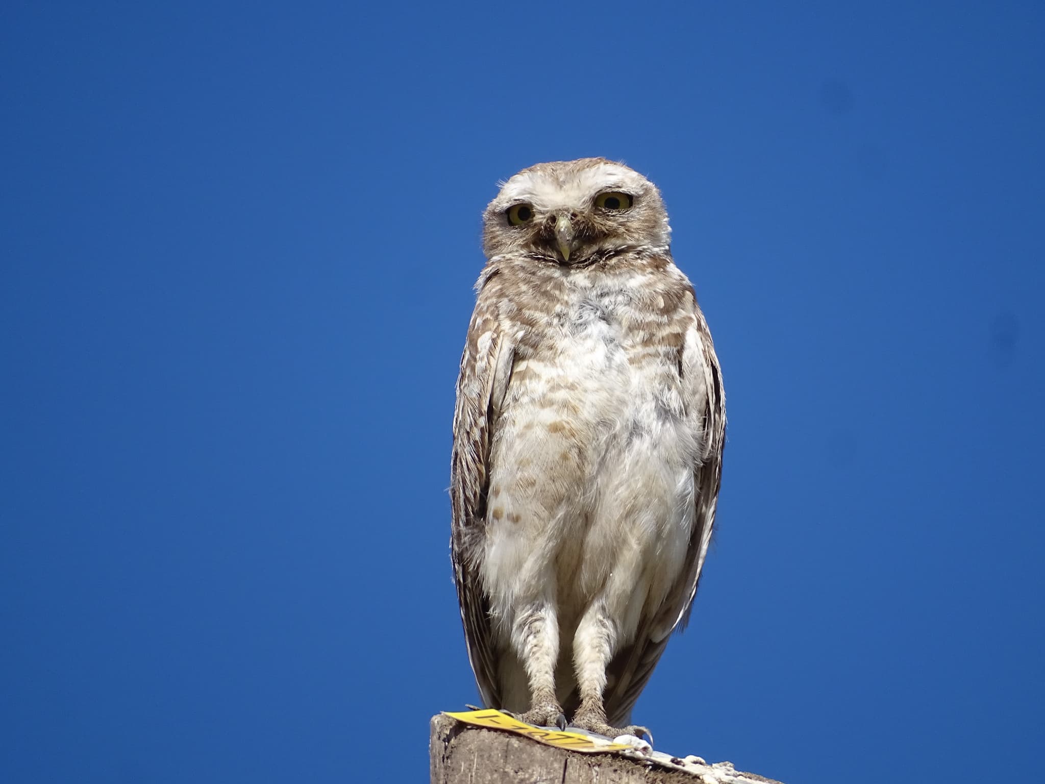 Burrowing Owl