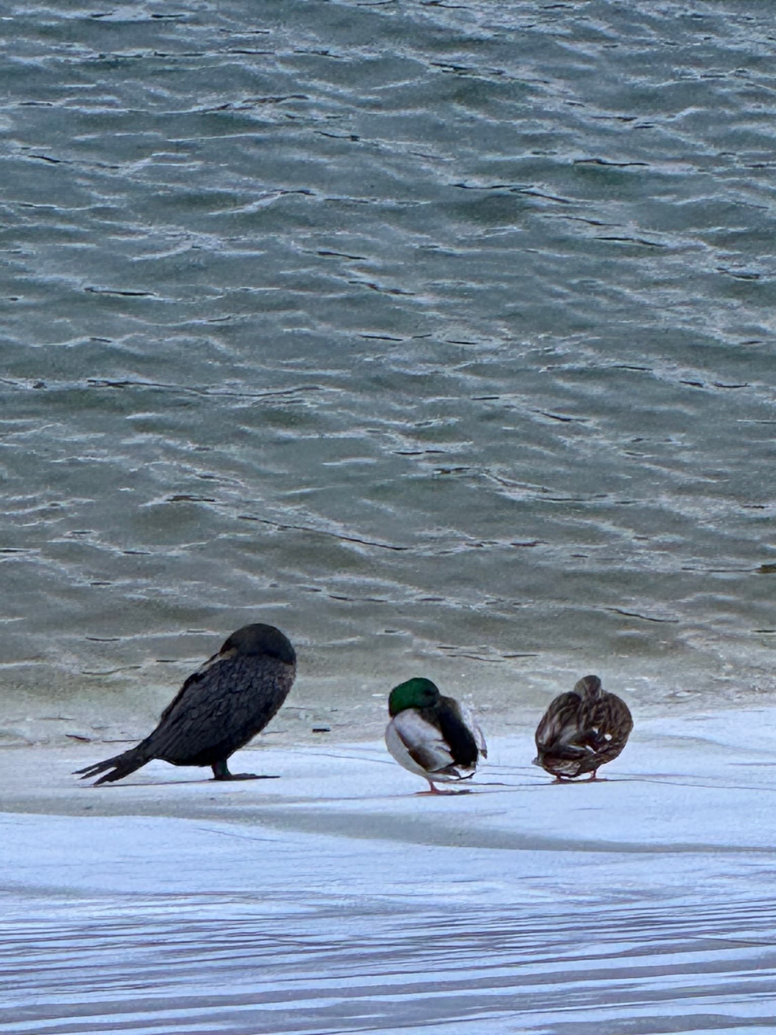 Double-crested Cormorant