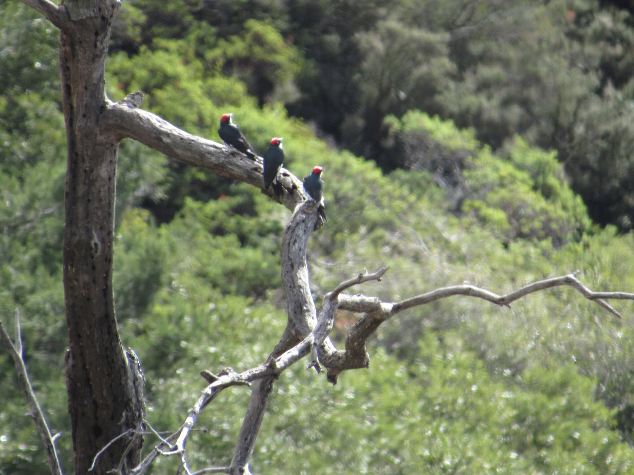 Acorn Woodpecker