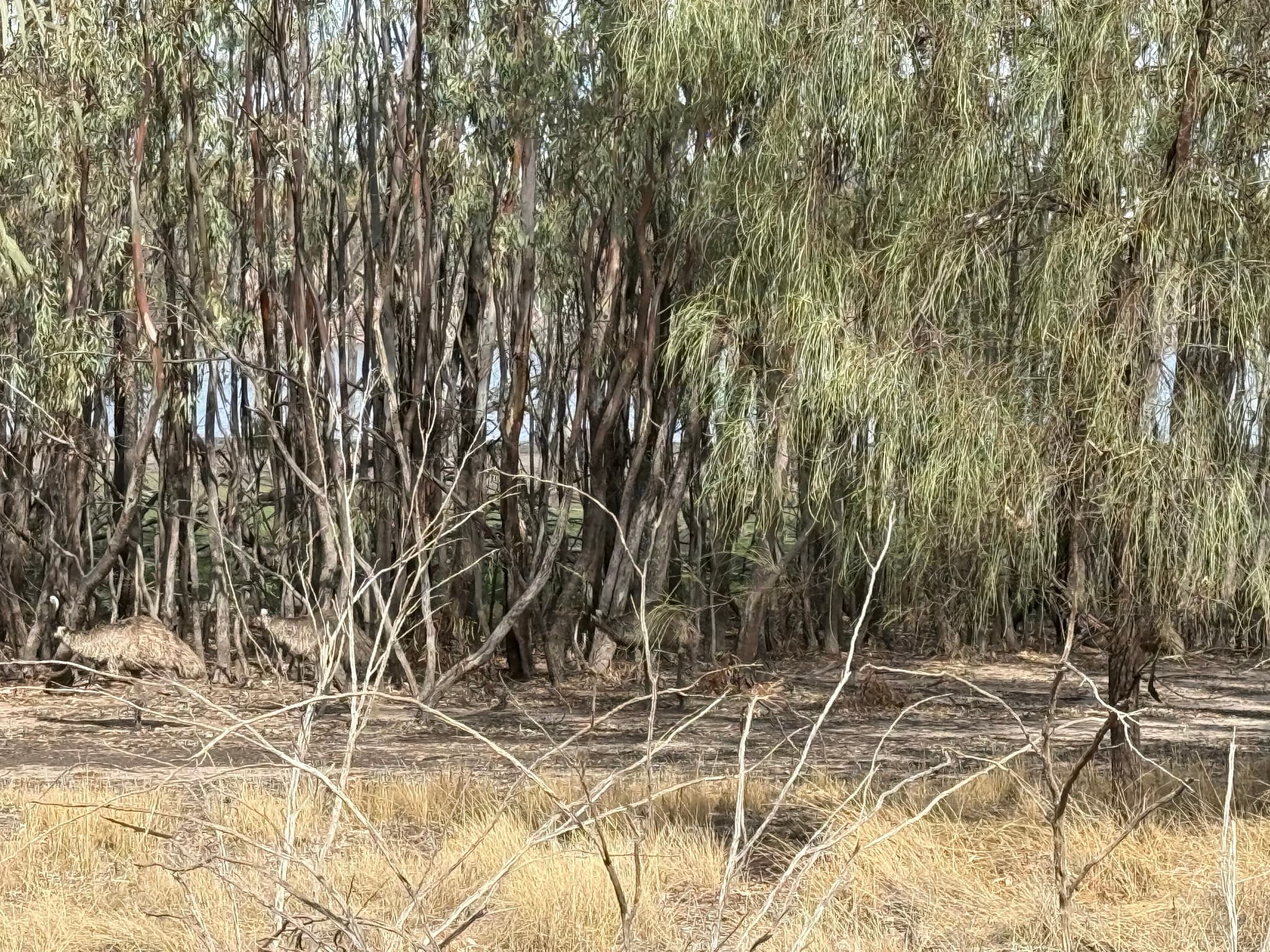Emu
