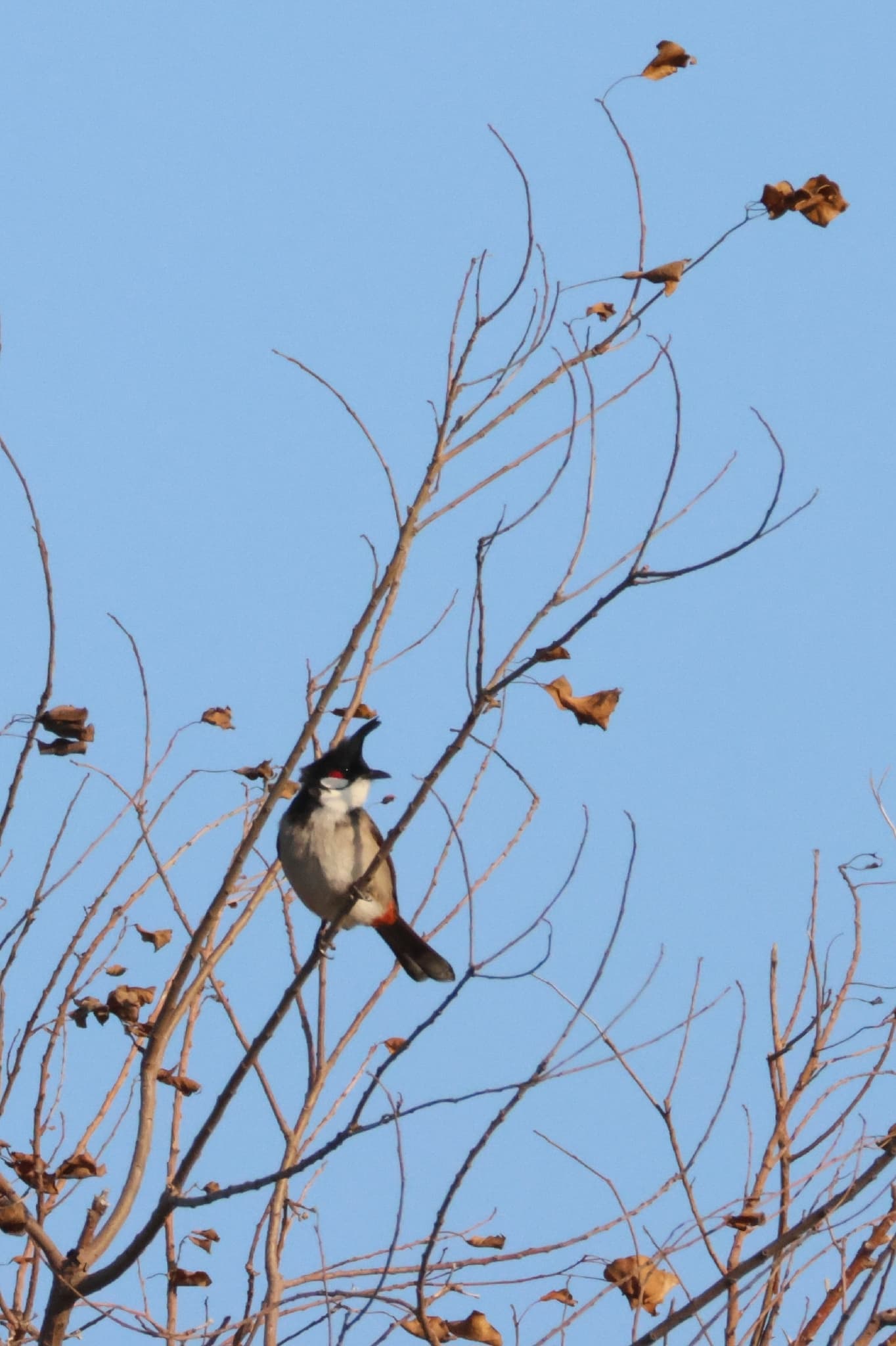 Red-whiskered Bulbul