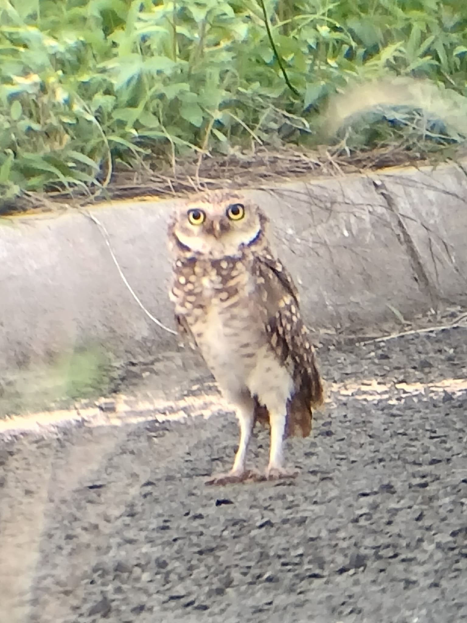 Burrowing Owl