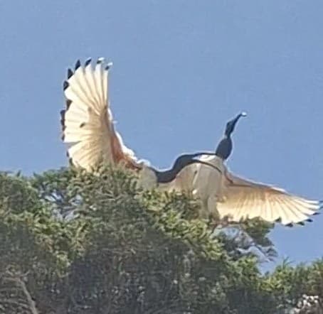 African Sacred Ibis