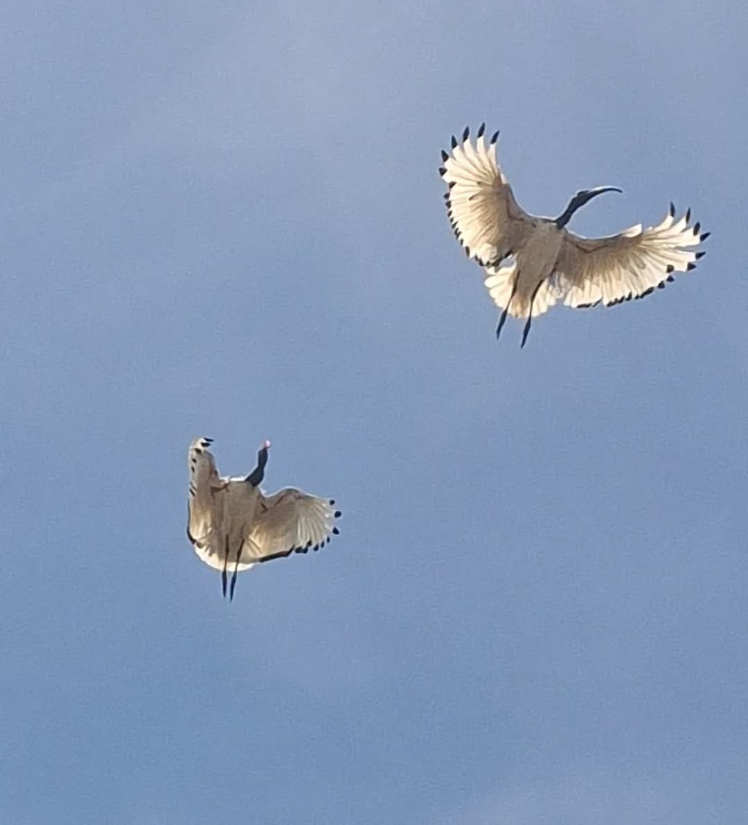 African Sacred Ibis