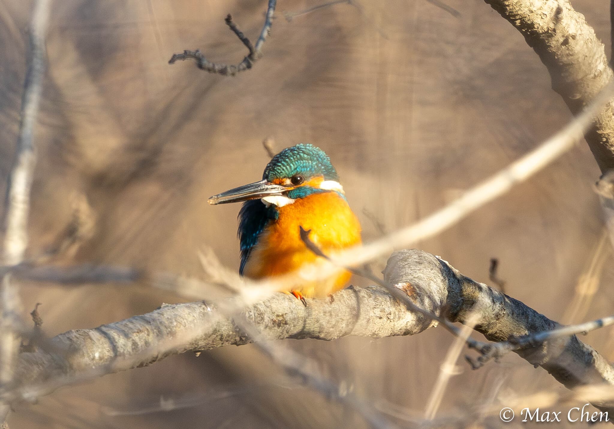 Common Kingfisher