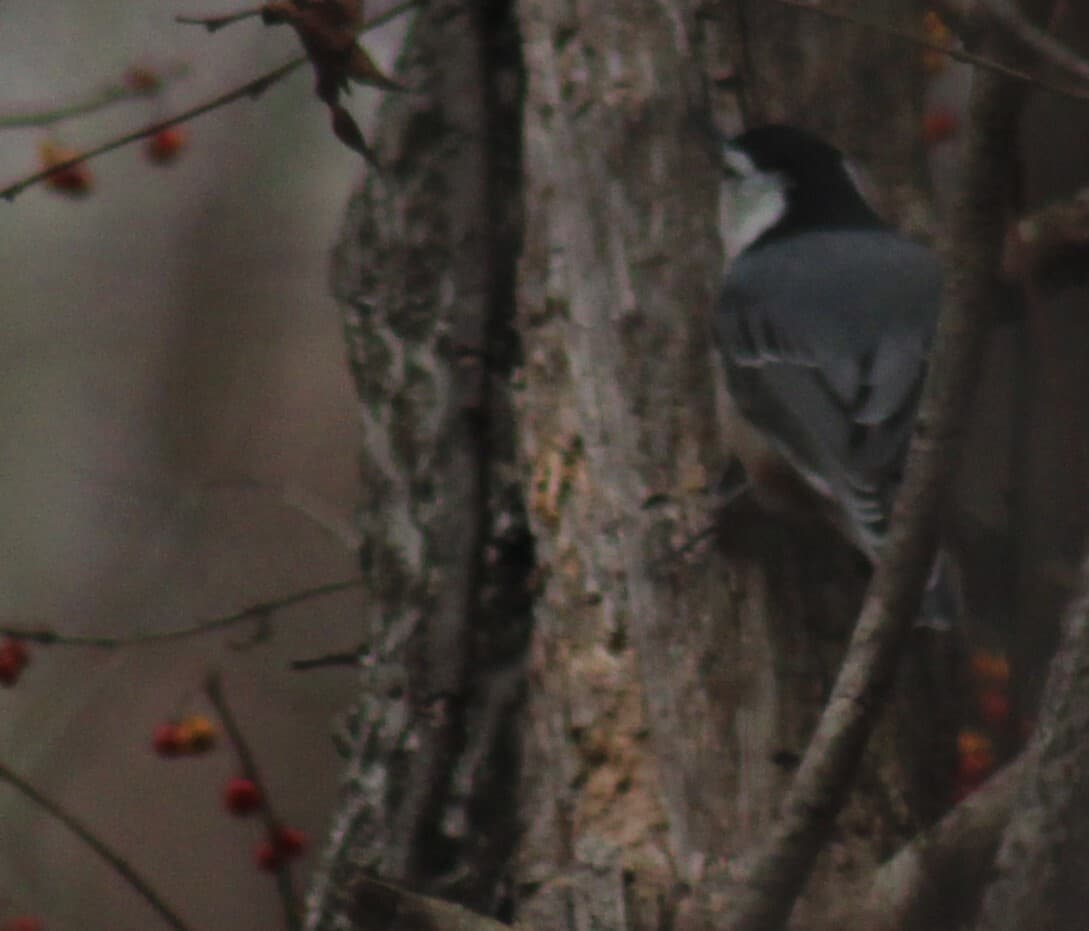 White-breasted Nuthatch