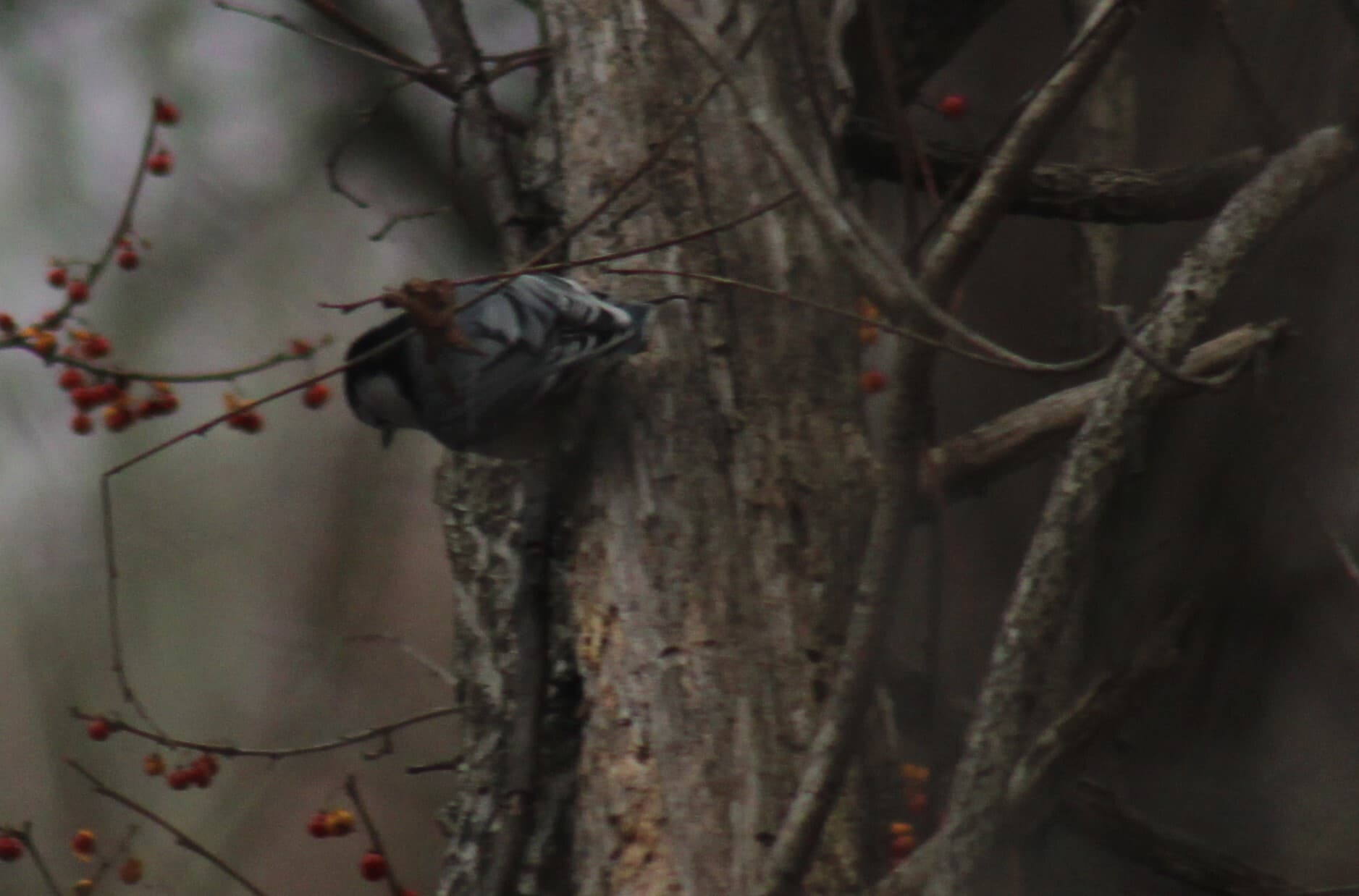 White-breasted Nuthatch