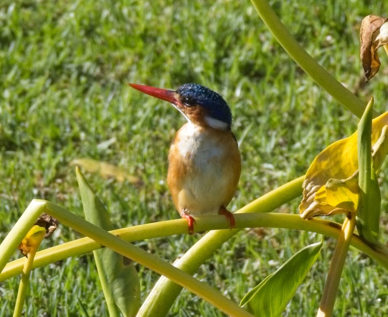 Malachite Kingfisher