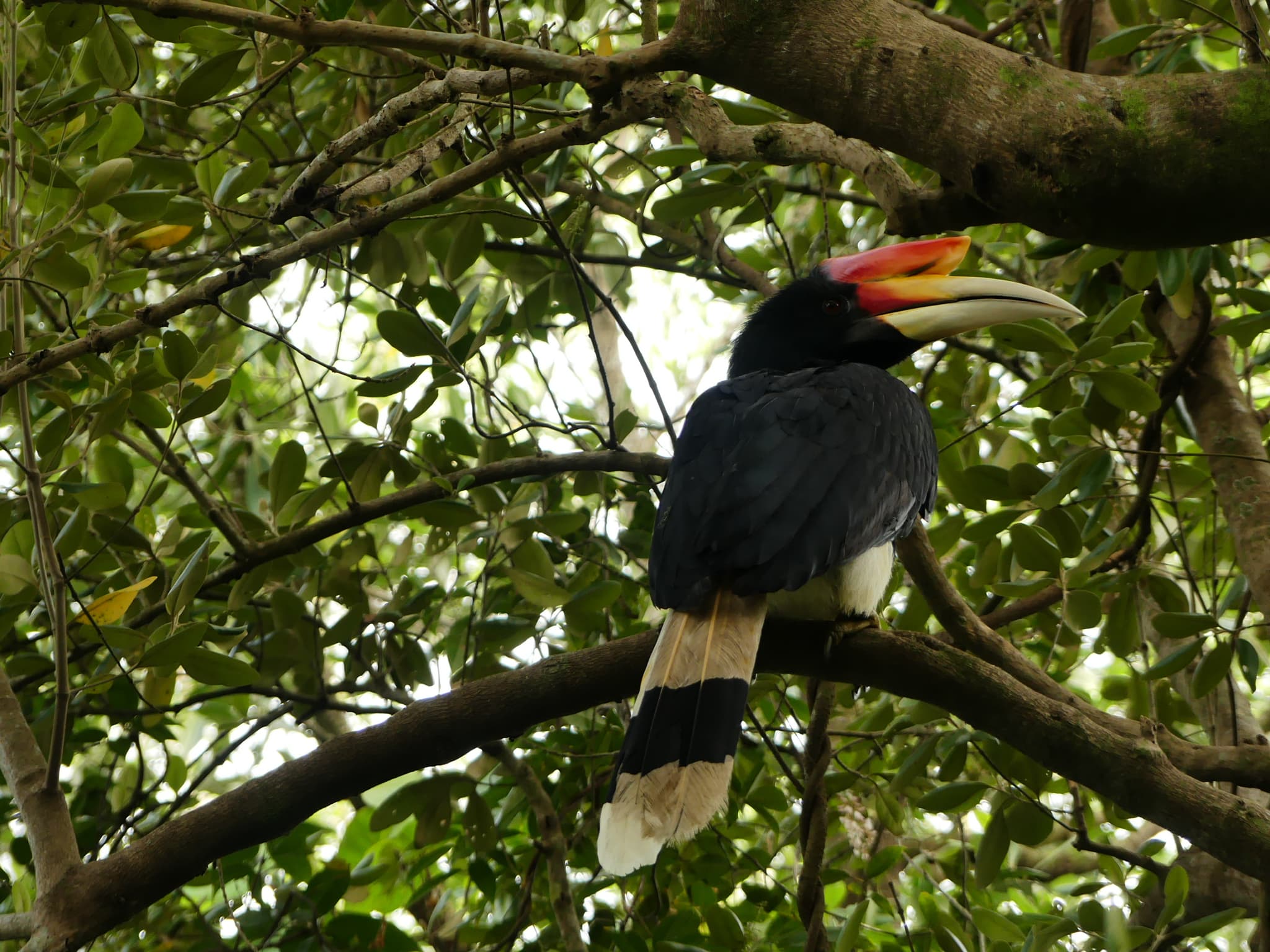 Rhinoceros Hornbill