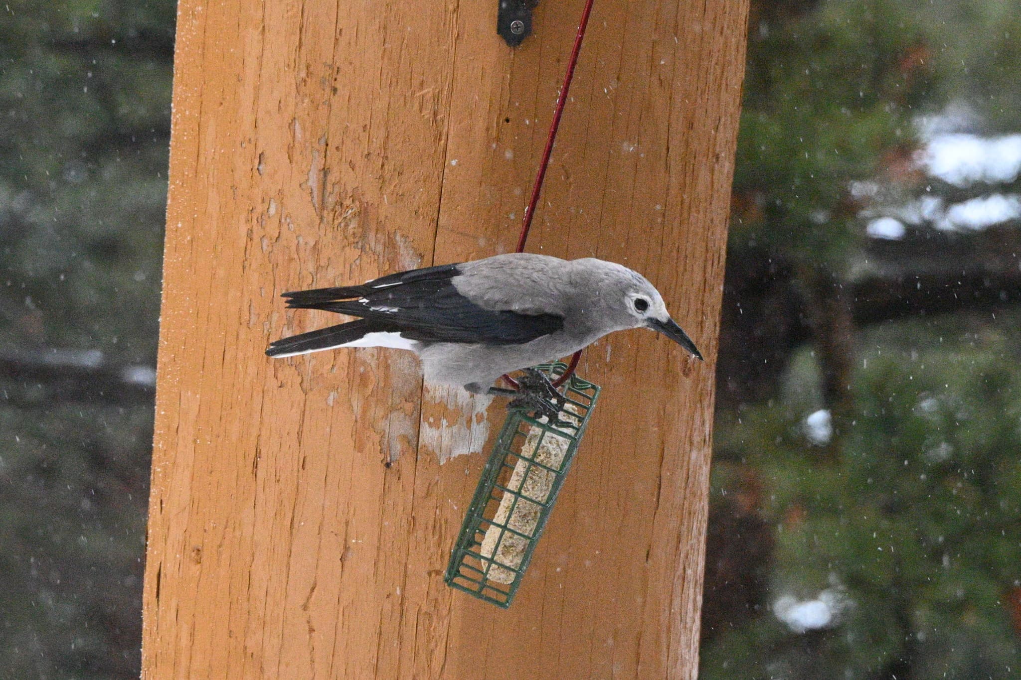 Clark's Nutcracker
