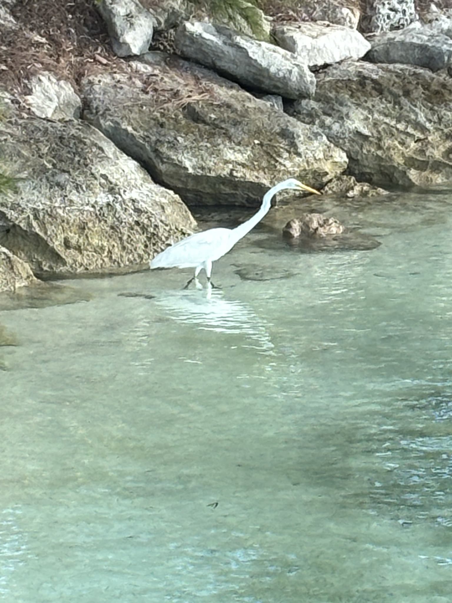Great Egret