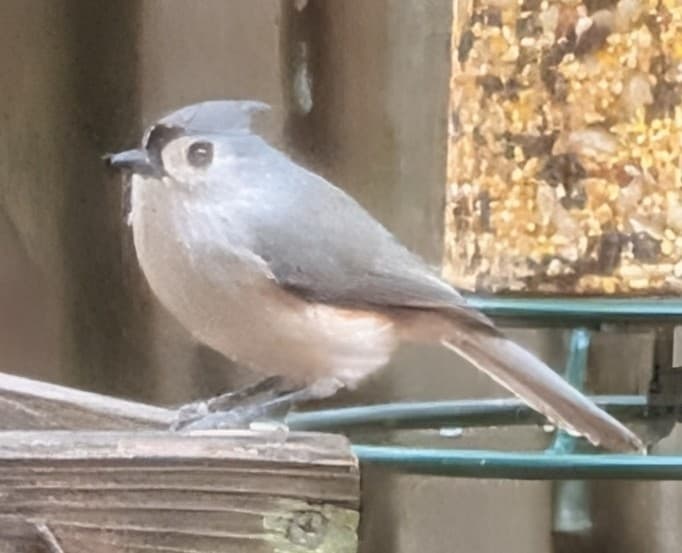 Tufted Titmouse