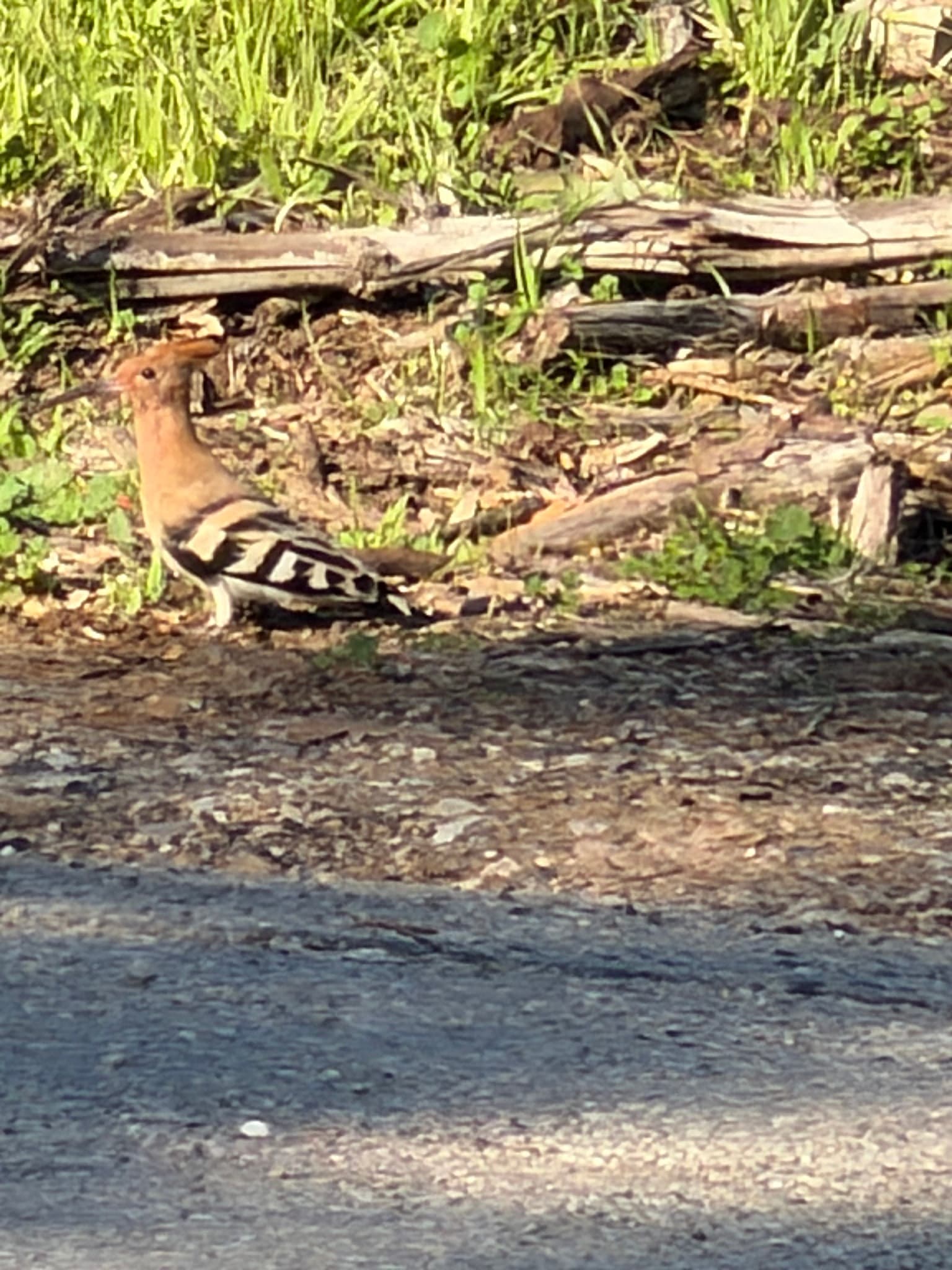 Hoopoe