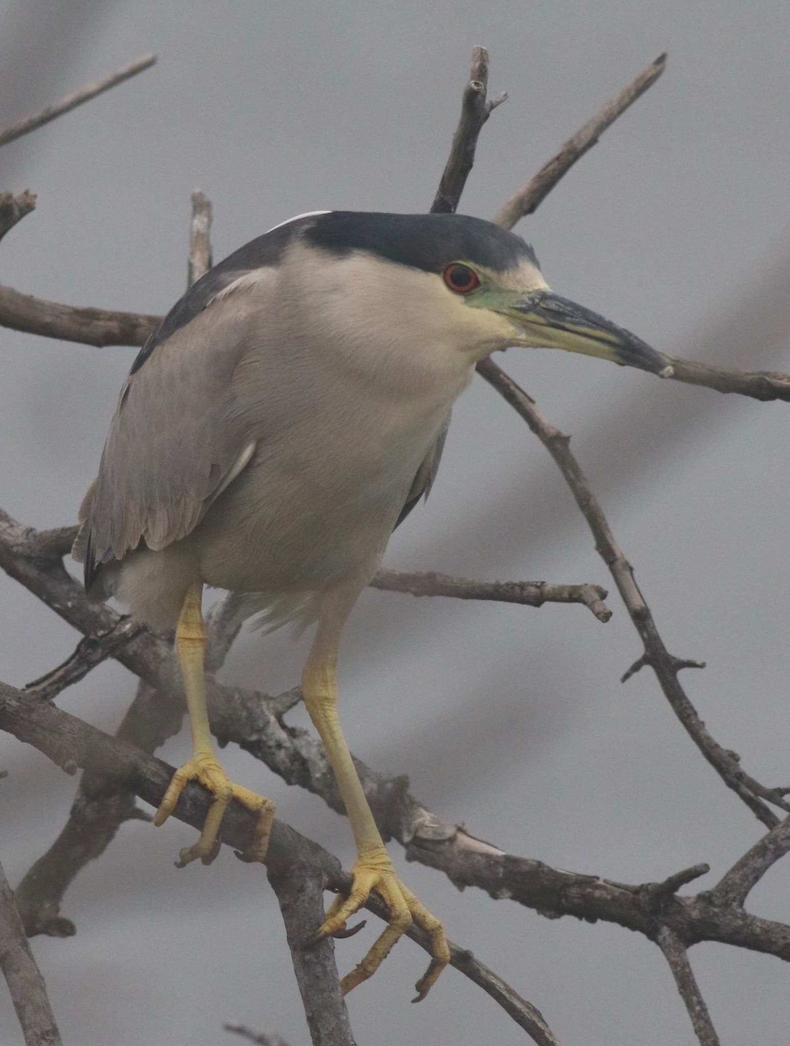 Black-crowned Night Heron